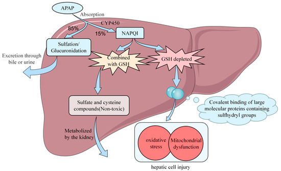 Pume。 Natural Products for Acetaminophen-Induced Acute Liver