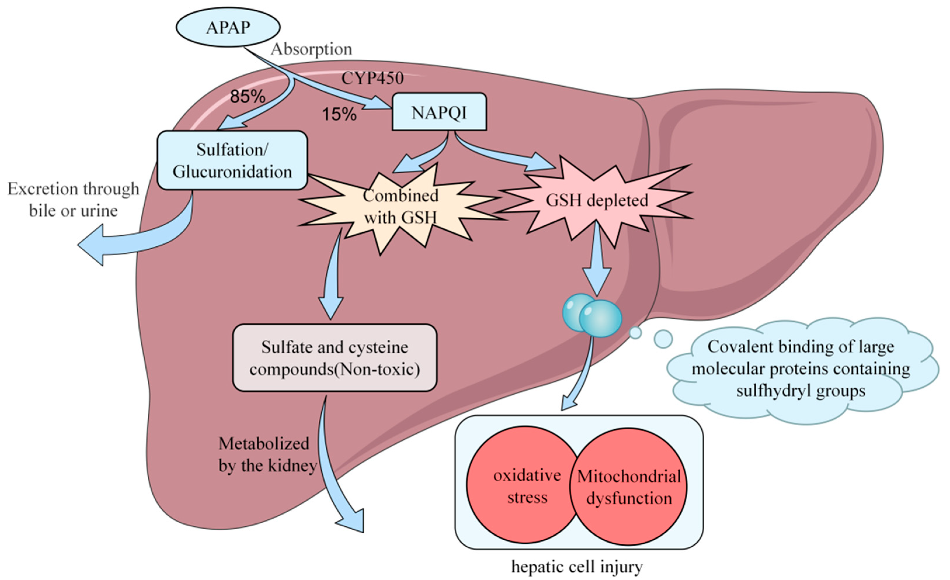 Natural Products for Acetaminophen-Induced Acute Liver