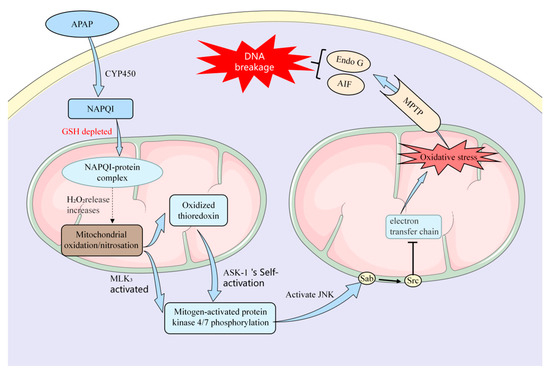 Natural Products for Acetaminophen-Induced Acute Liver Natural Products for Acetaminophen-Induced Acute Liver