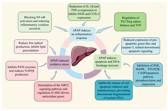 Natural Products for Acetaminophen-Induced Acute Liver Natural Products for Acetaminophen-Induced Acute Liver