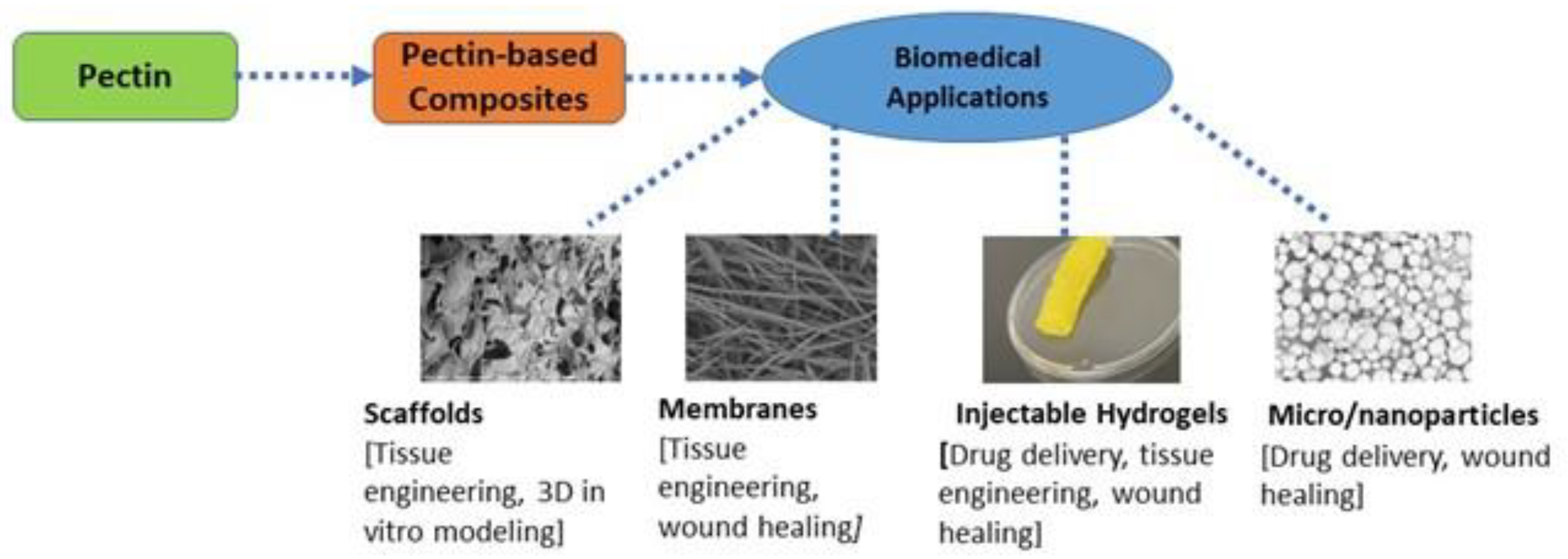 Molecules Free FullText Biological Properties and Biomedical