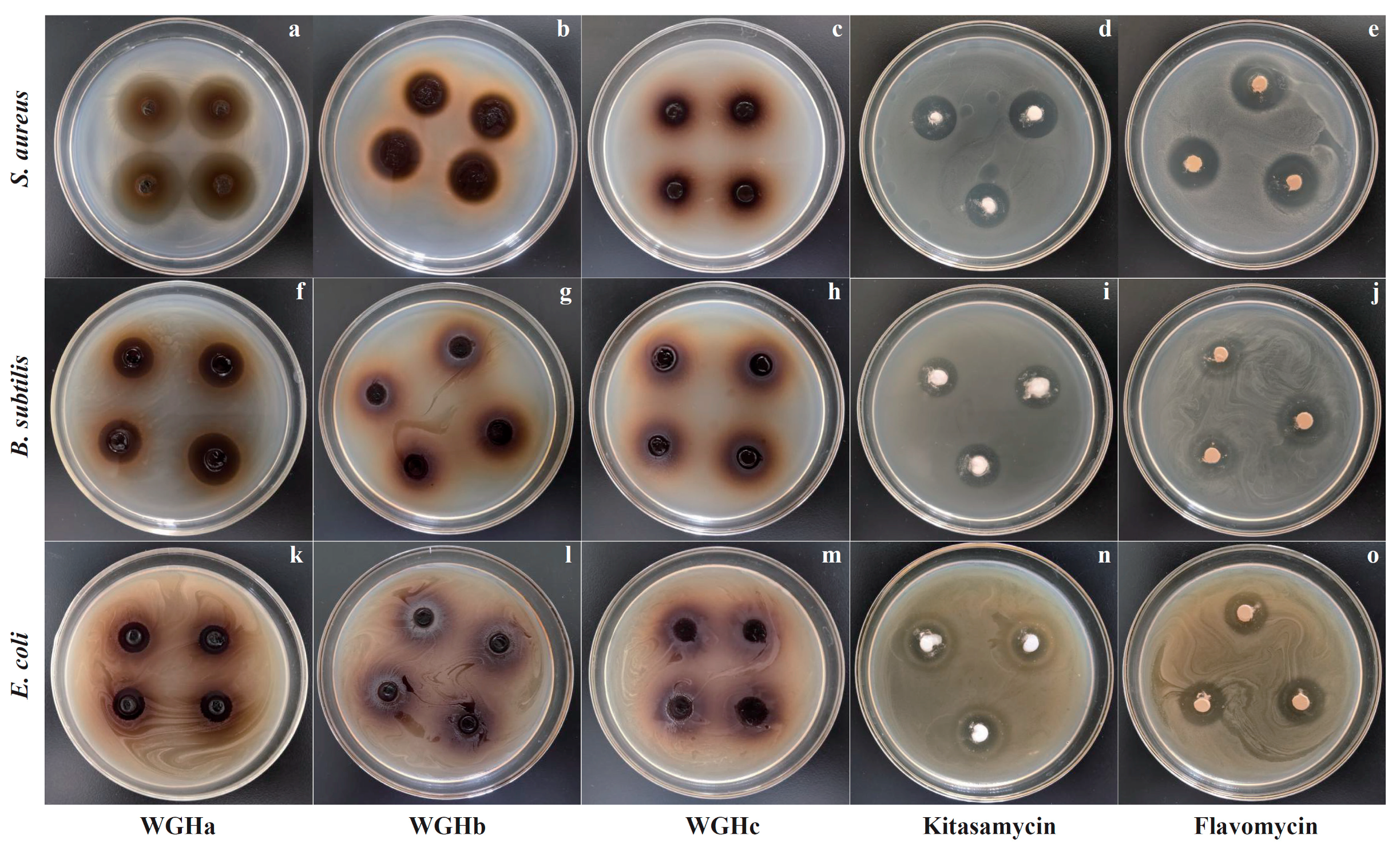Molecules | Free Full-Text | Antimicrobial Activity and Mechanisms of  Walnut Green Husk Extract