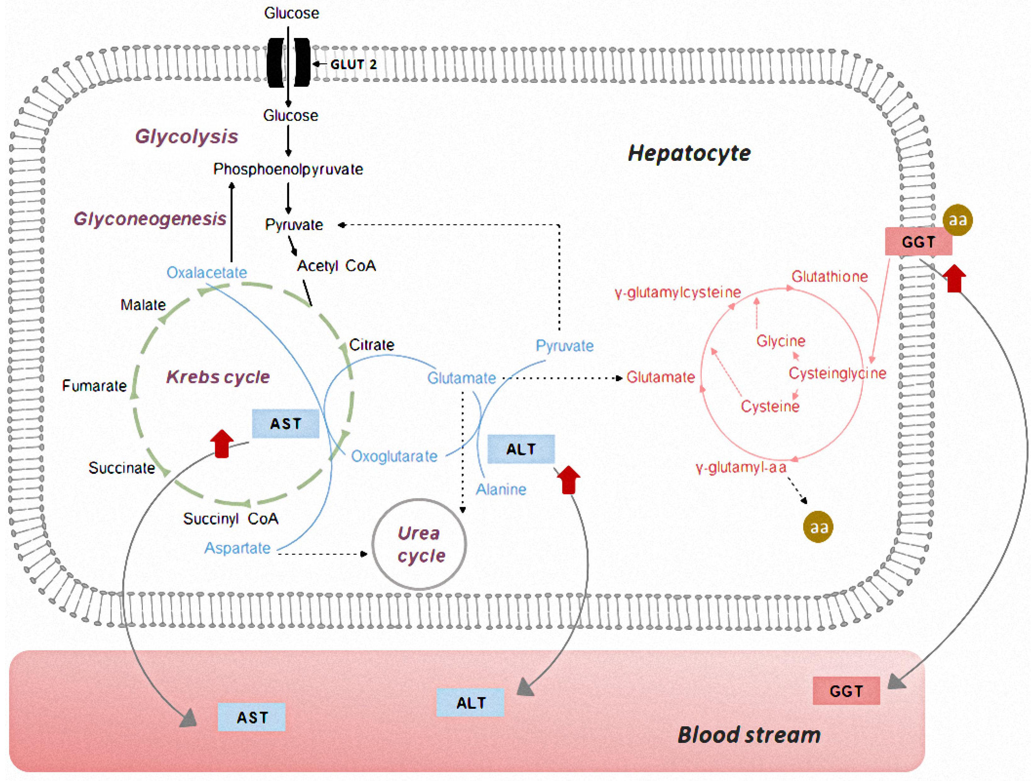 Molecules 28 07983 g002 Molecules 28 07983 g002