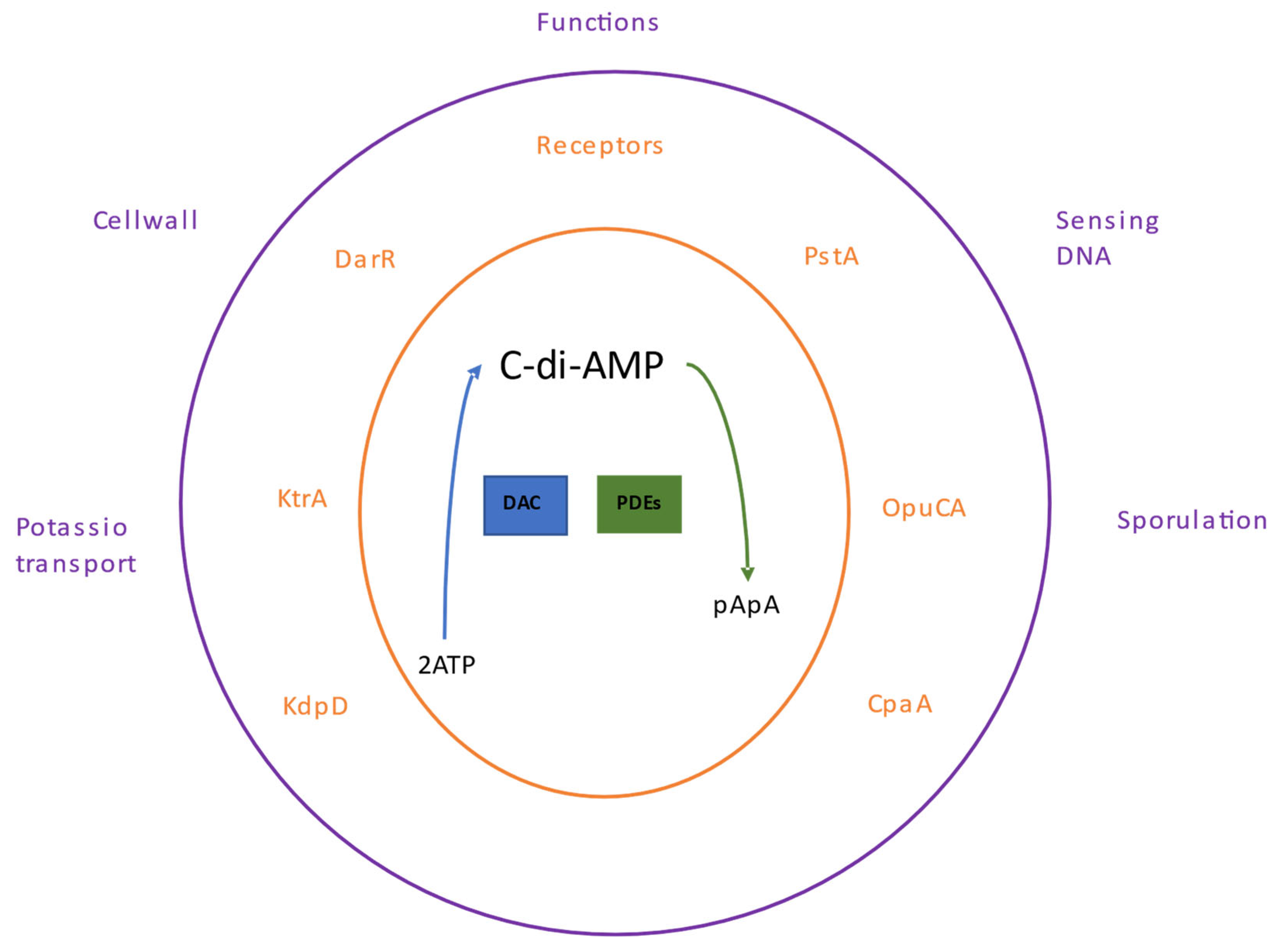 Nucleotides as Bacterial Second Messengers