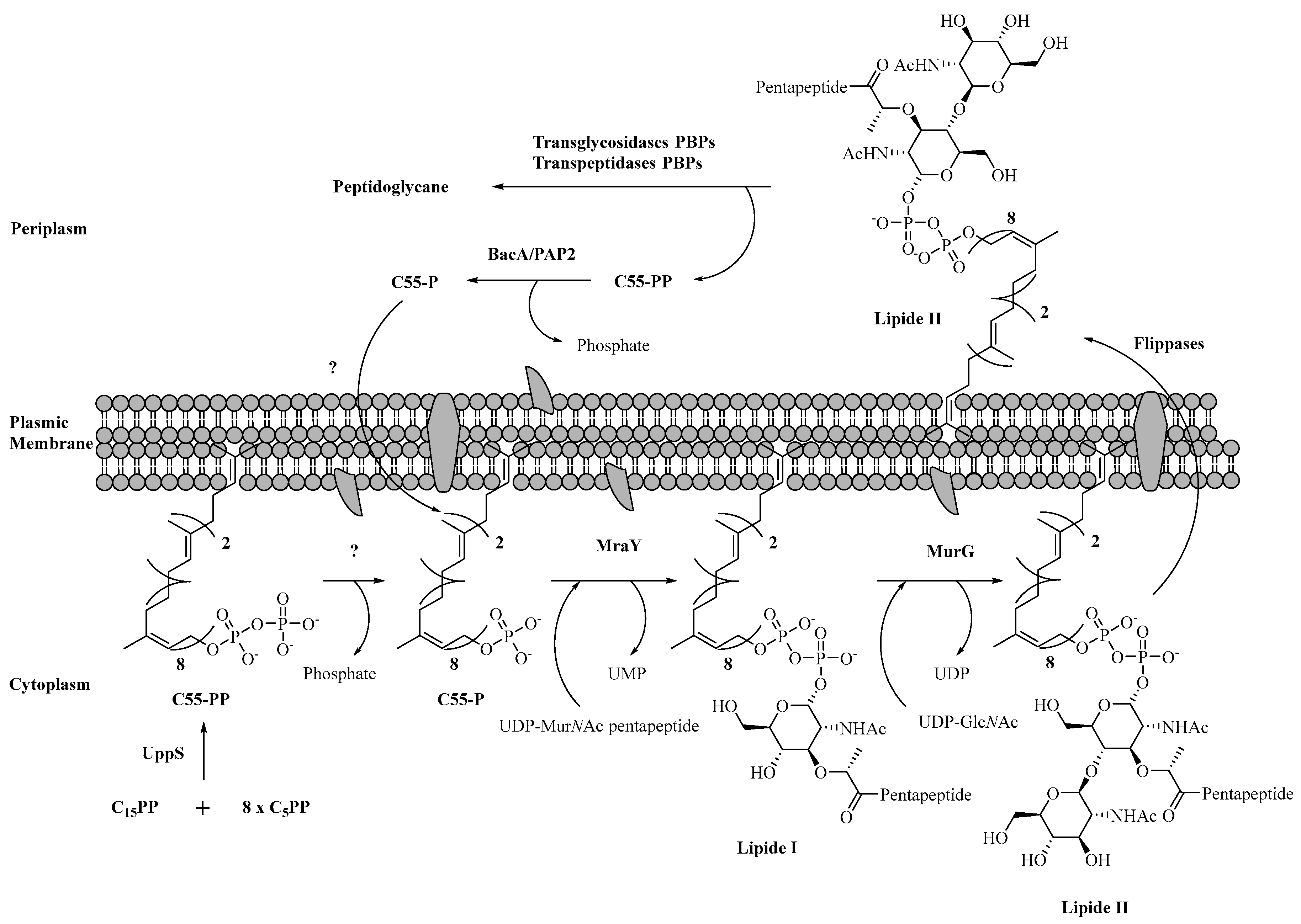 Molecules 28 08076 sch005 Molecules 28 08076 sch005