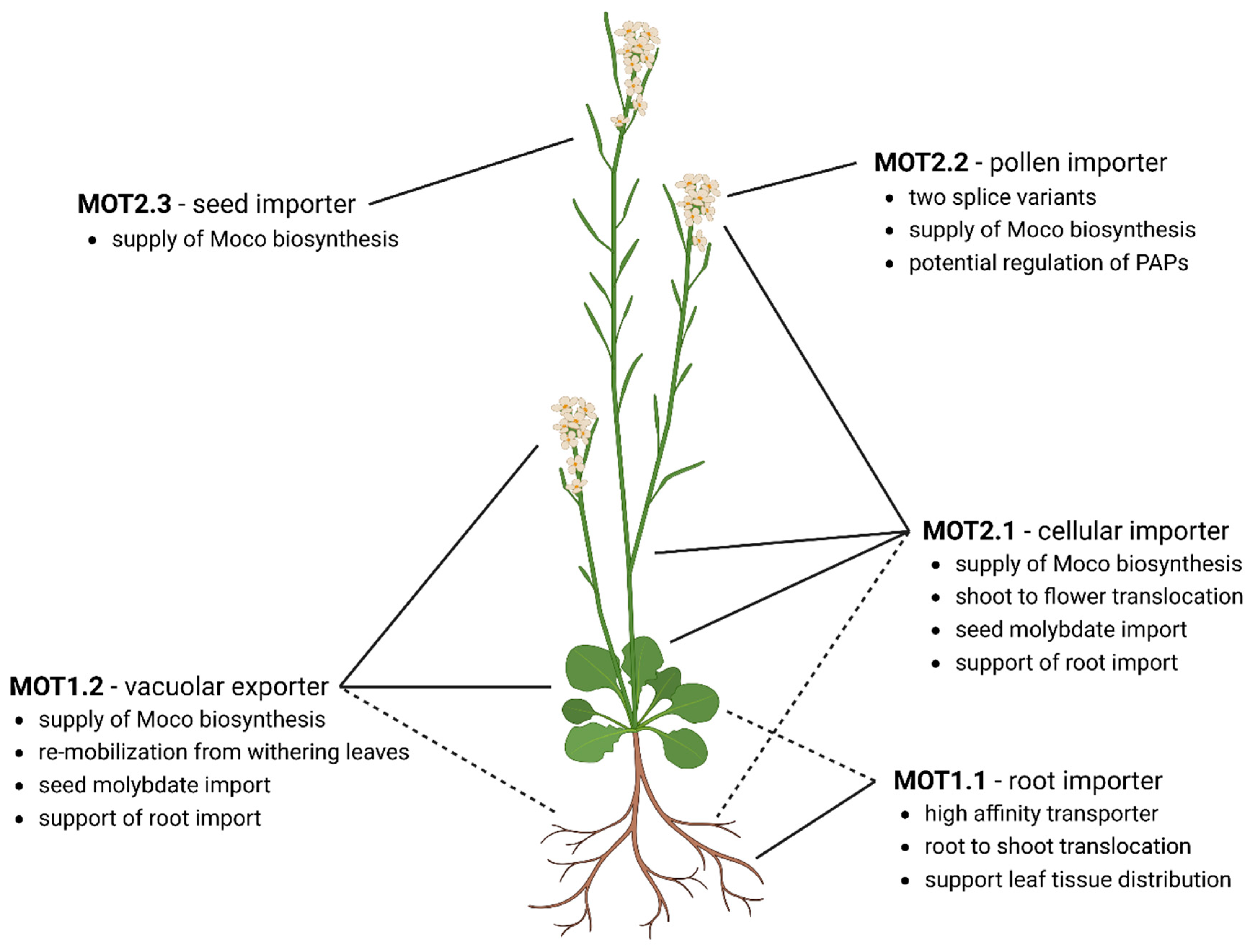 Molecules 29 00040 g004