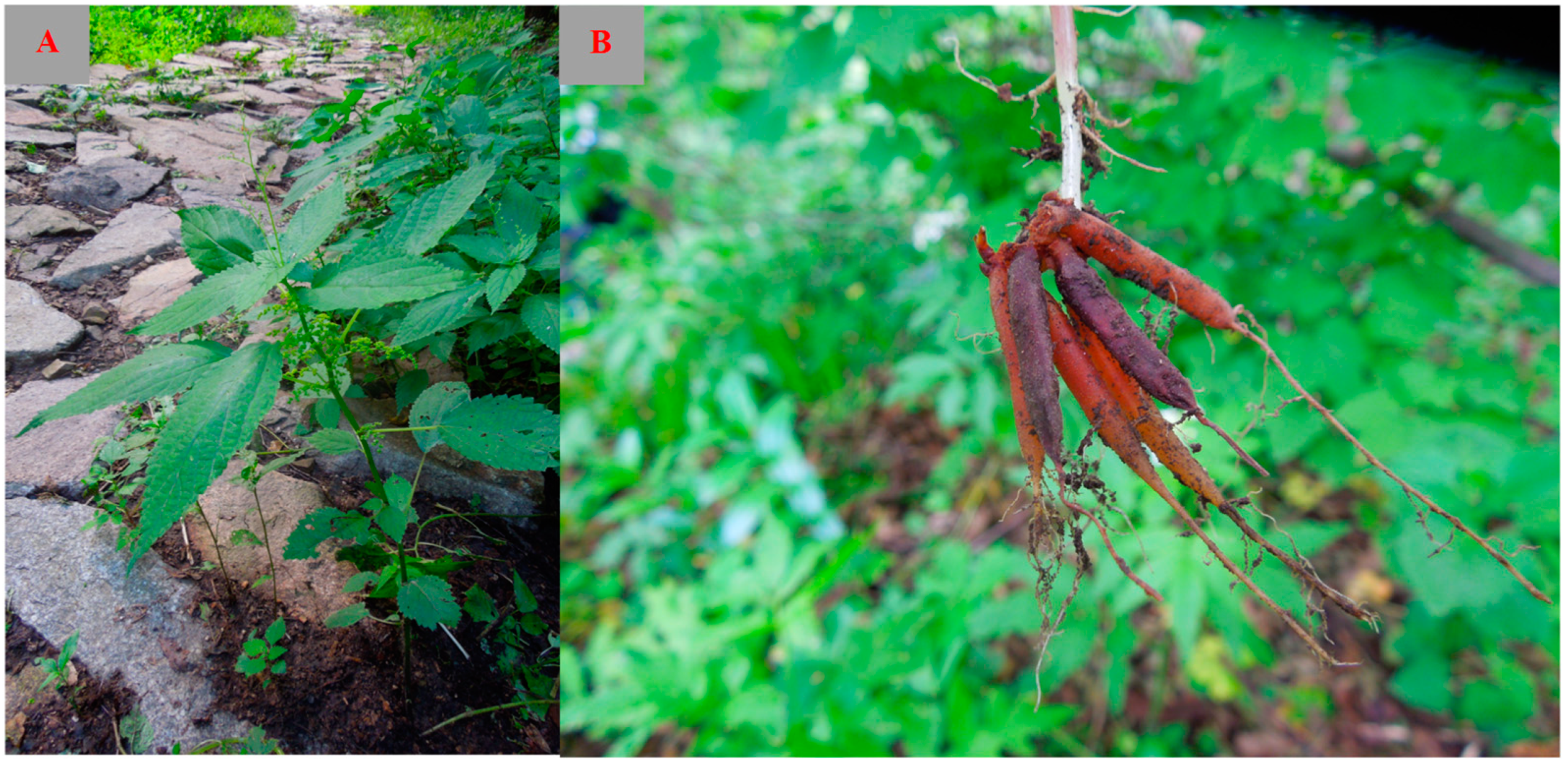 Molecules 29 00042 g001