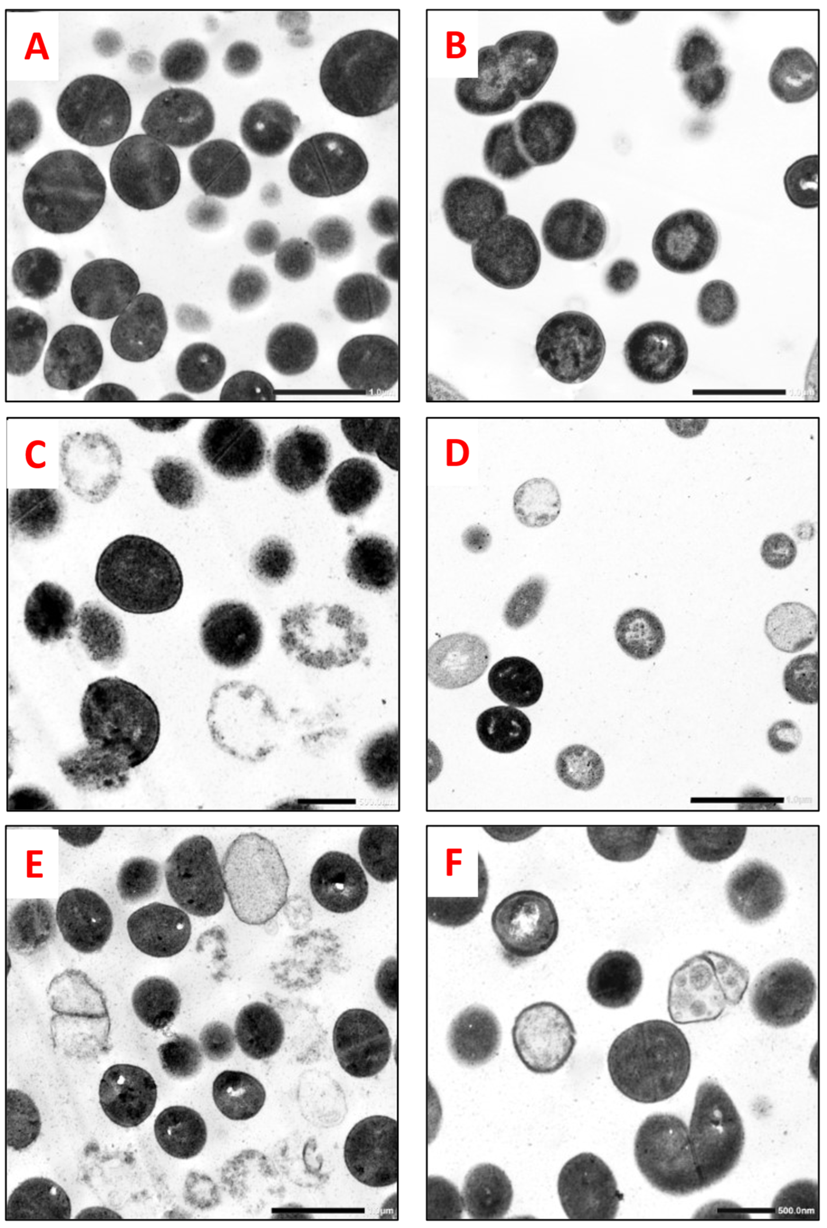 Molecules 29 00064 g002 Molecules 29 00064 g002