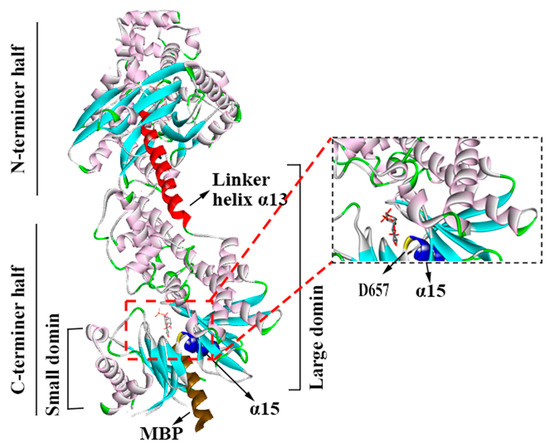 The Promoting Role of HK II in Tumor Development and the Research