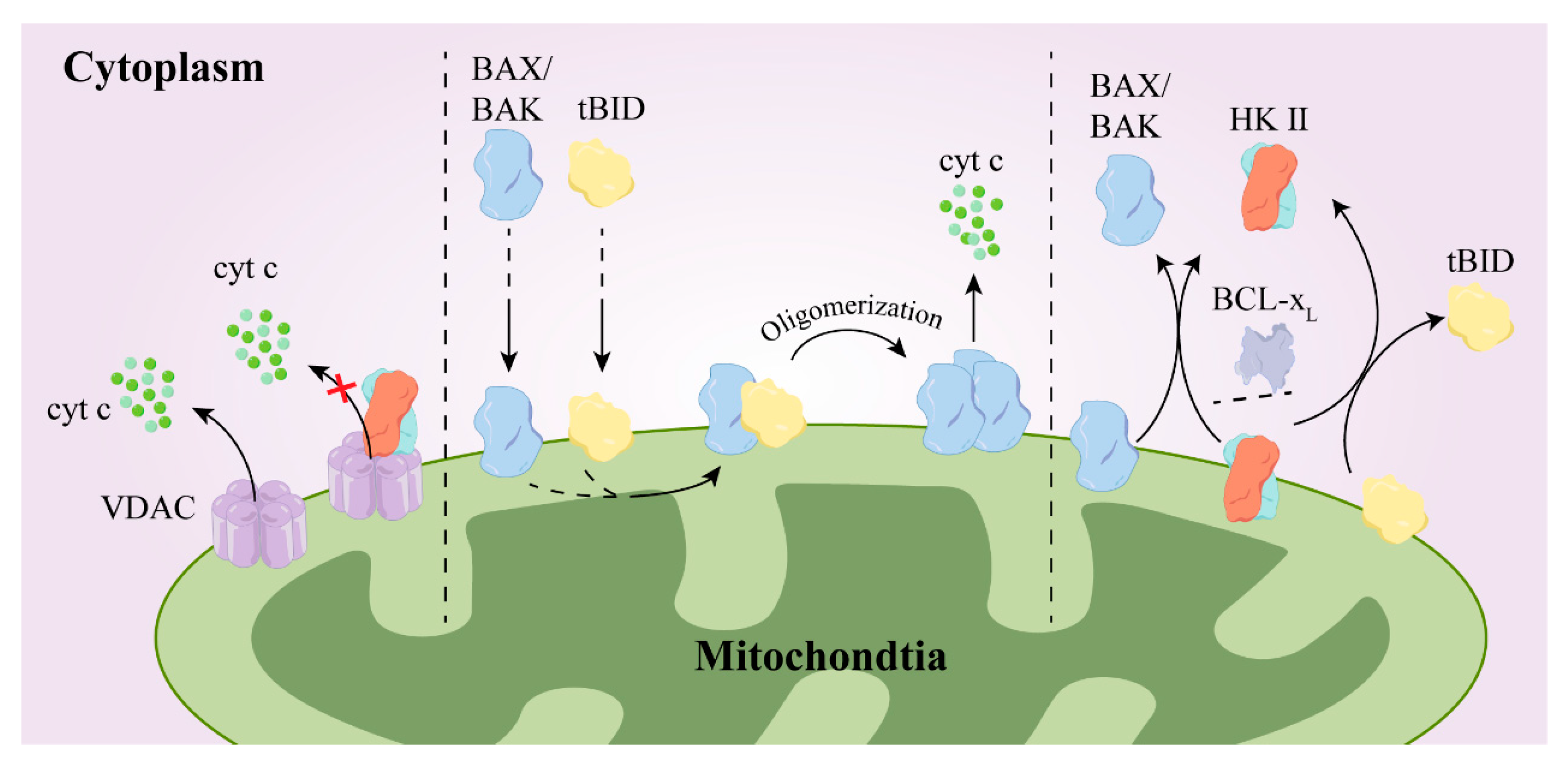 Molecules 29 00075 g006