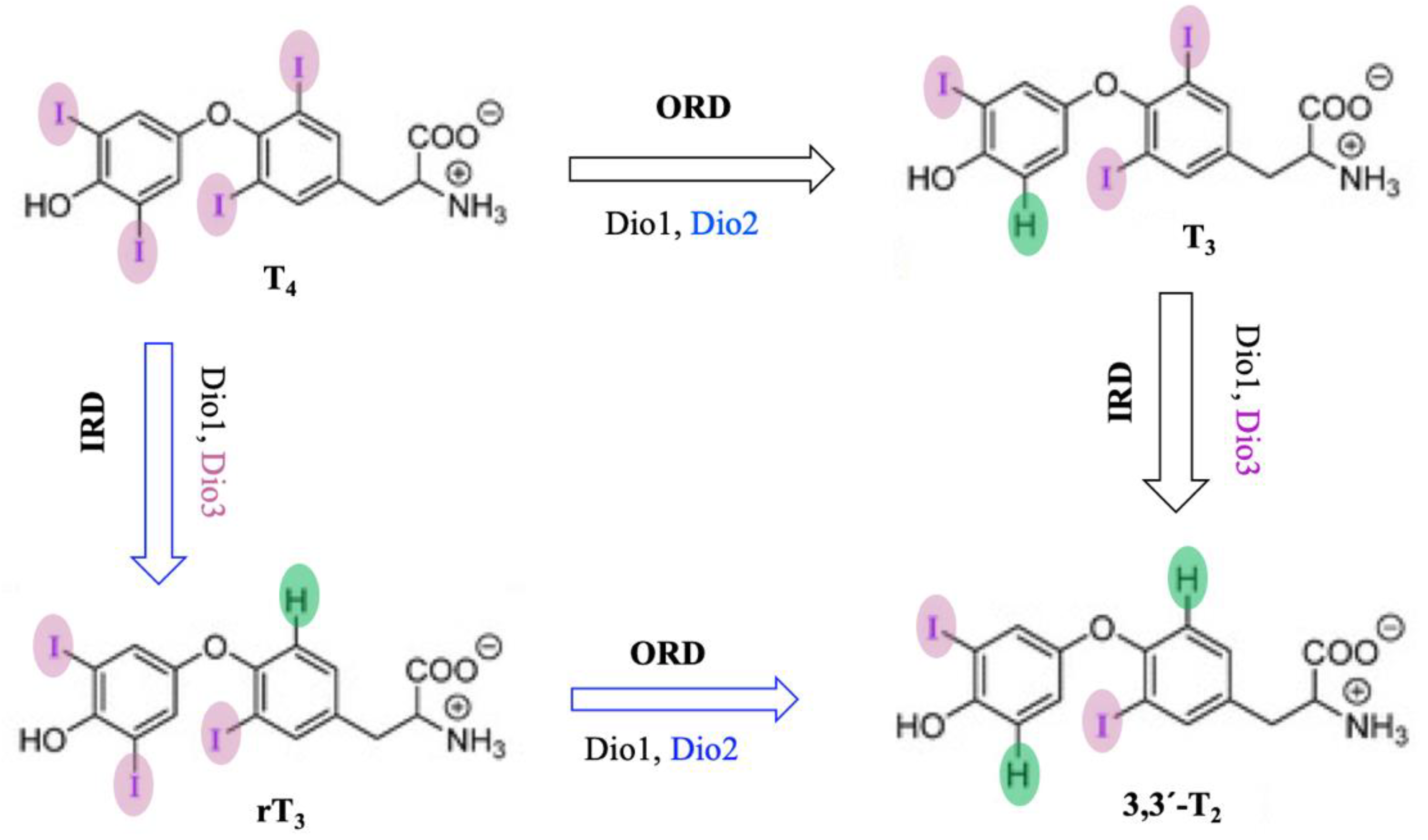 Molecules 29 00120 g013