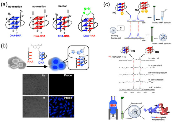 G-Quadruplexes in Human Telomere: Structures, Properties, and Applications