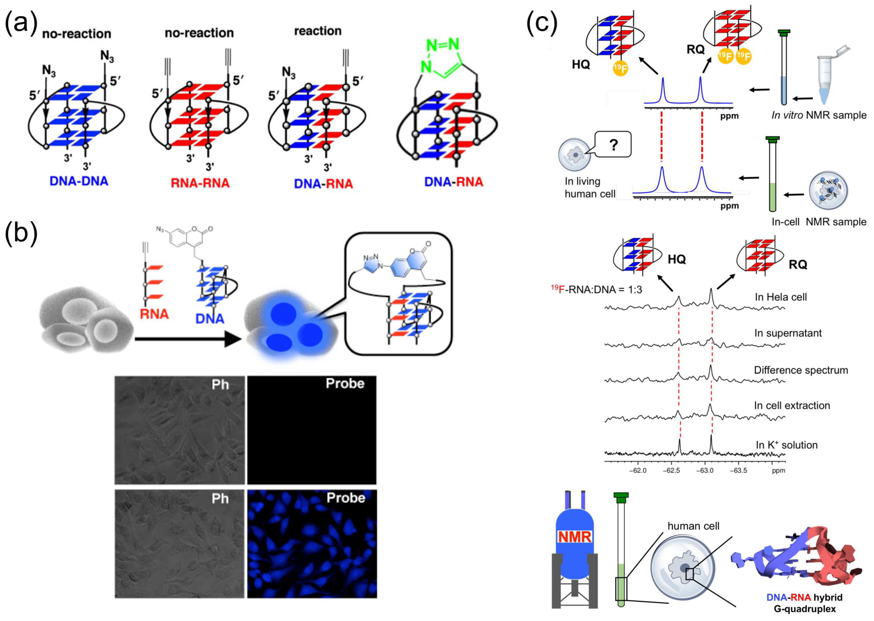 Molecules 29 00174 g005