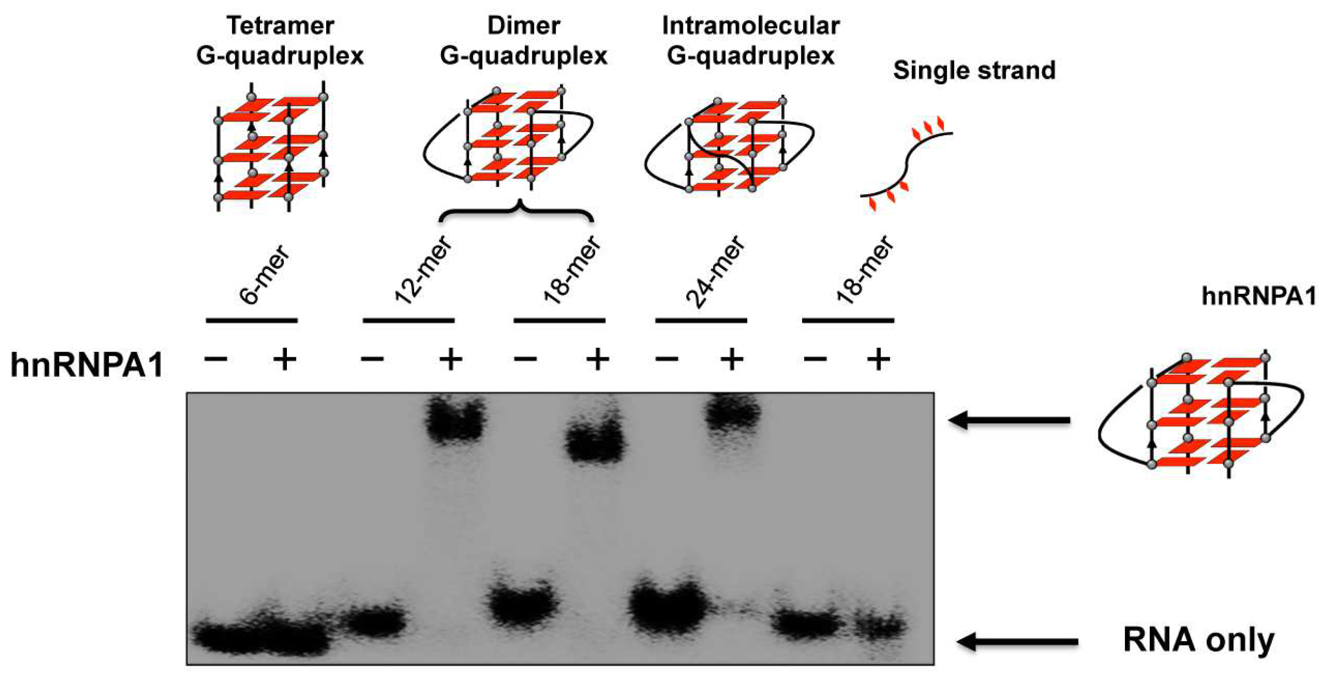Molecules 29 00174 g006