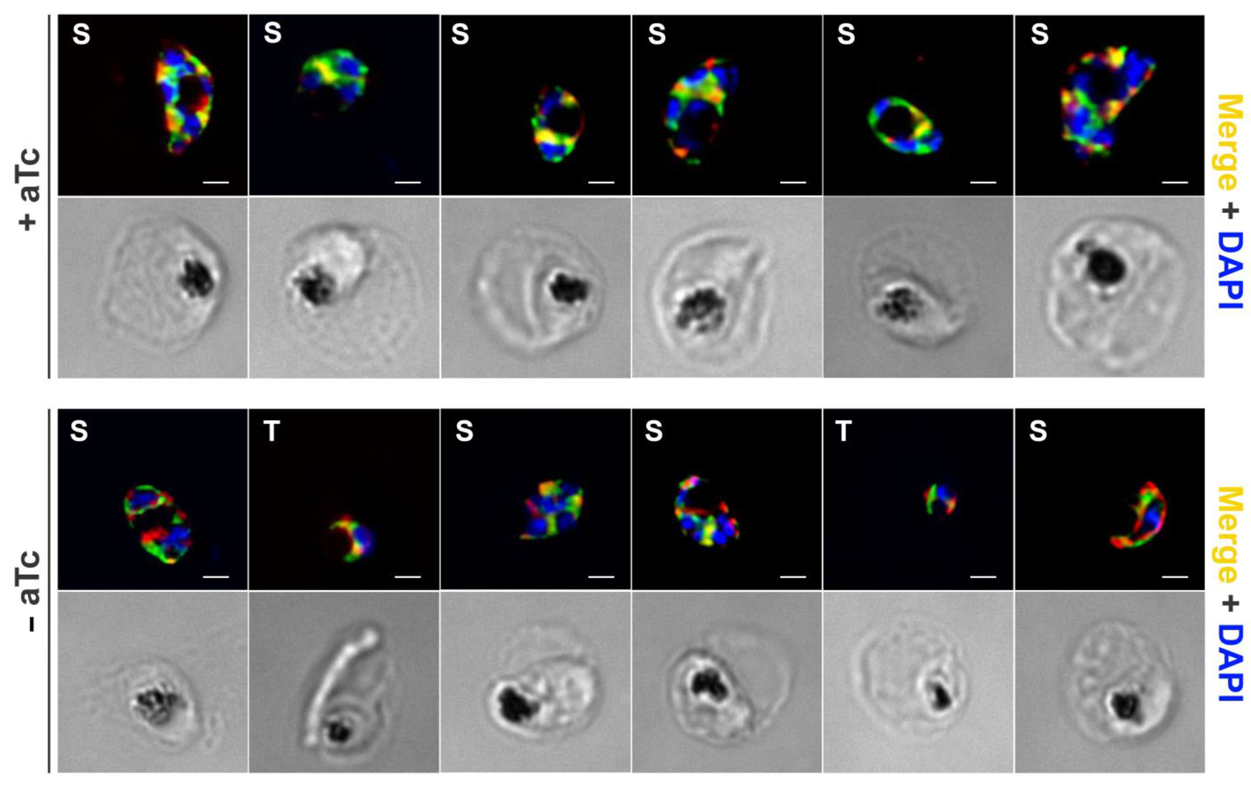Molecules 29 00178 g006