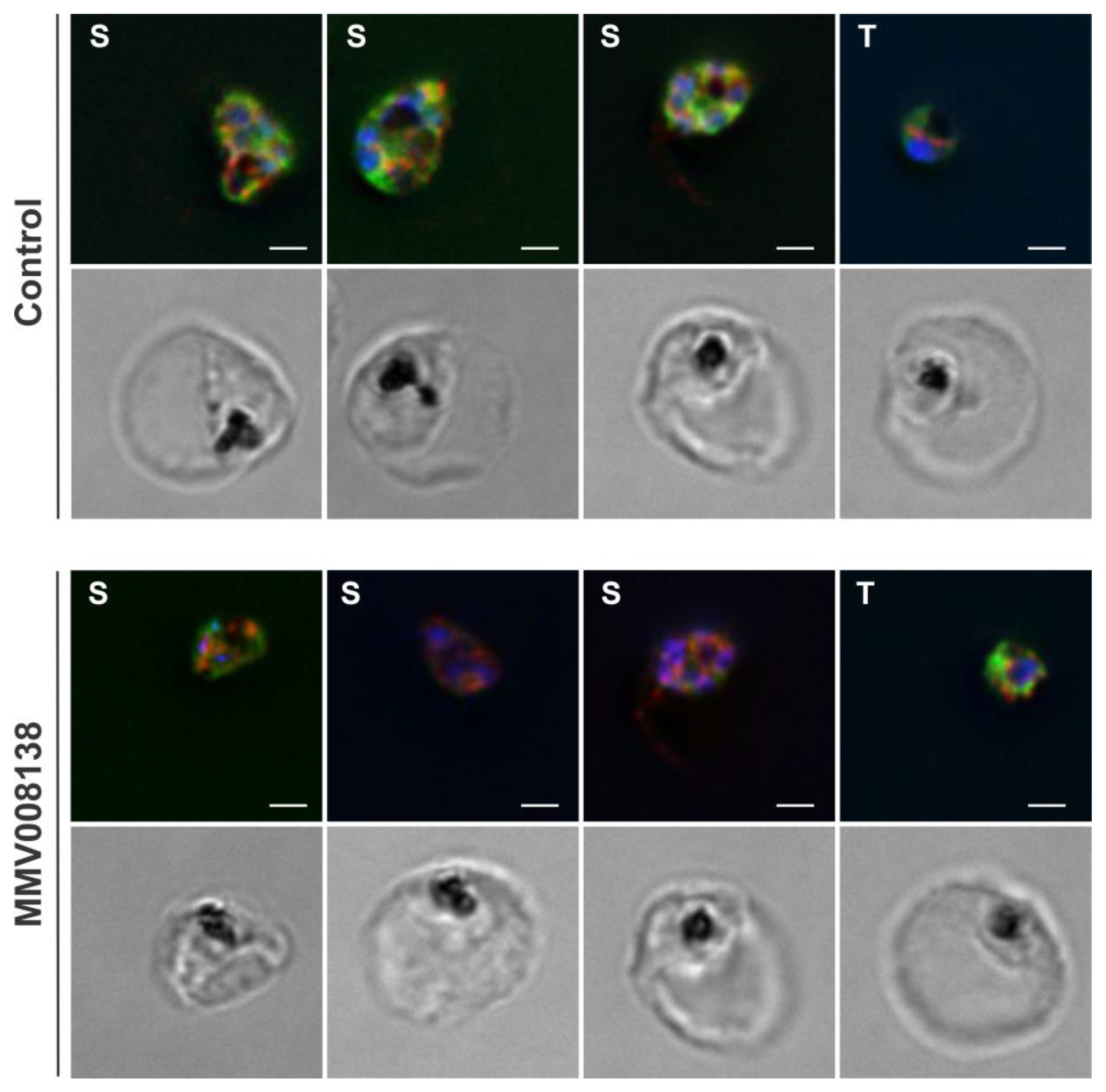 Molecules 29 00178 g007