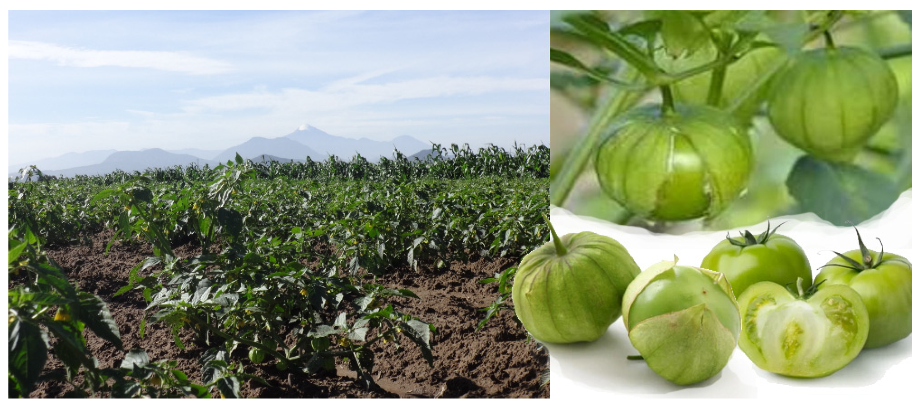 Molecules 29 00184 g001