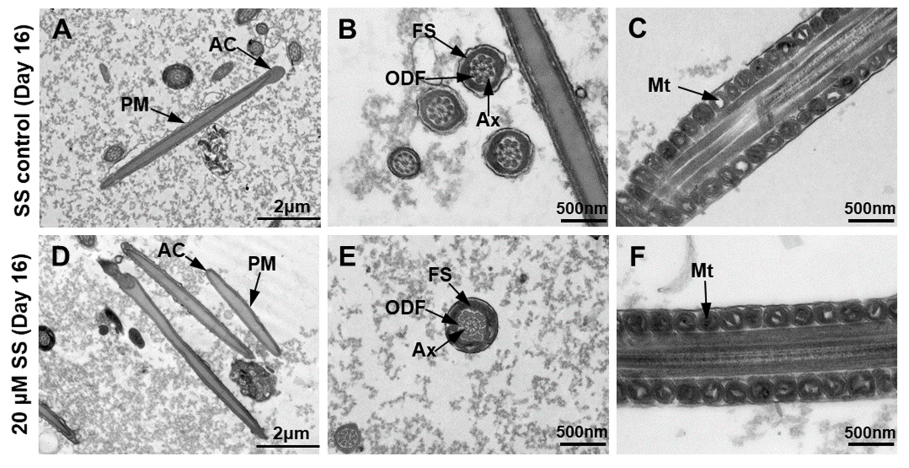 Molecules 29 00188 g006 Molecules 29 00188 g006
