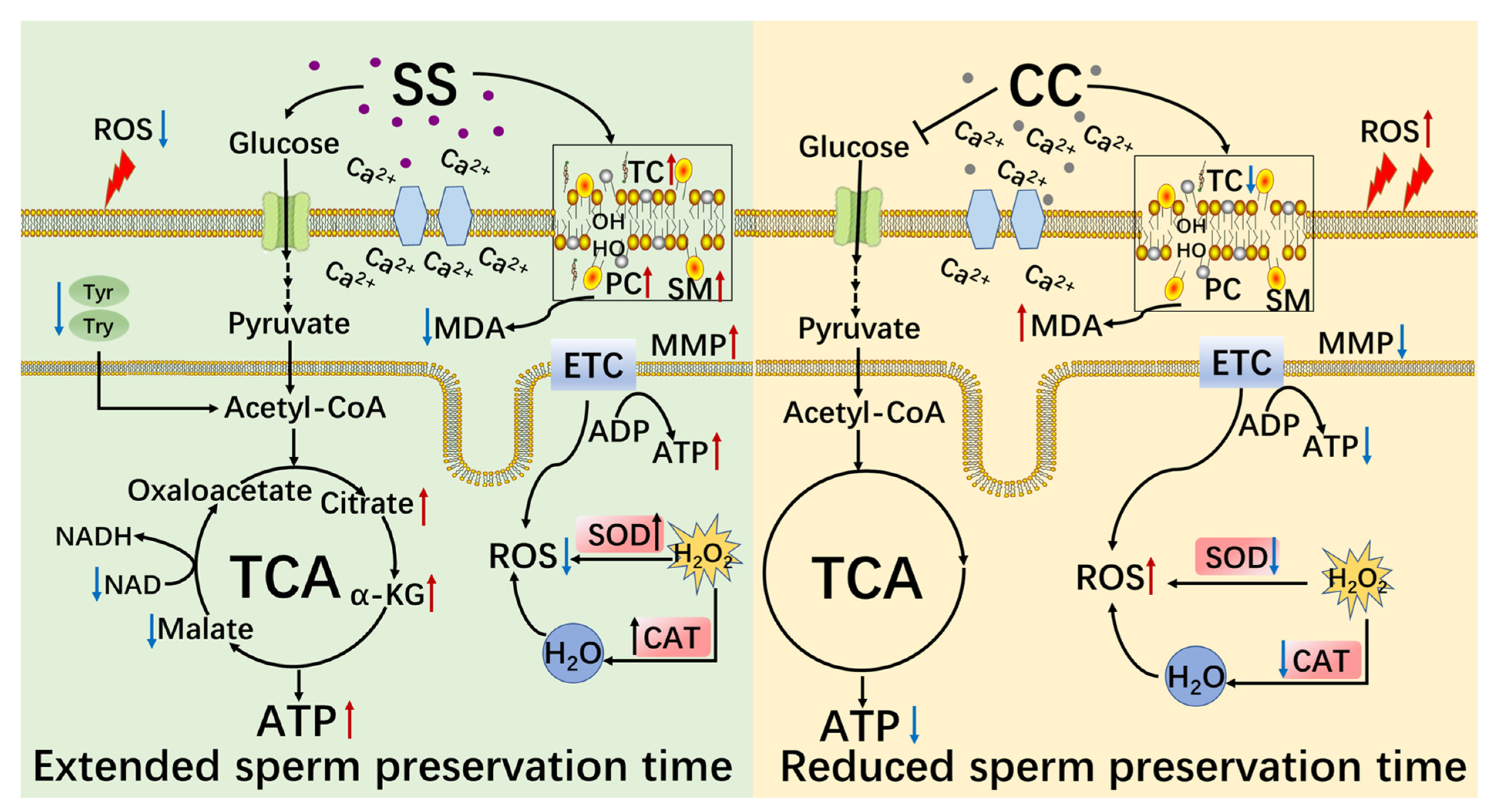 Molecules 29 00188 g009 Molecules 29 00188 g009