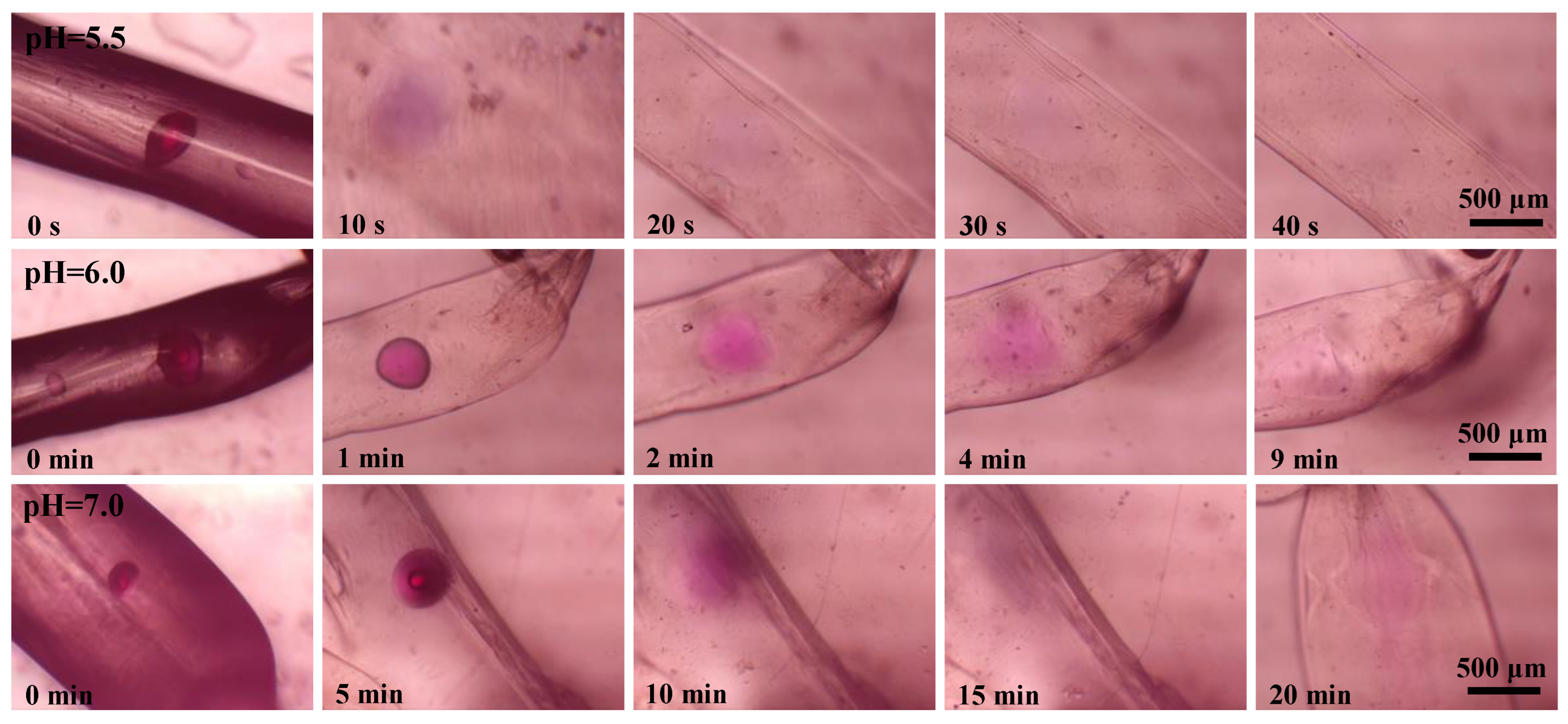 Molecules 29 00193 g005