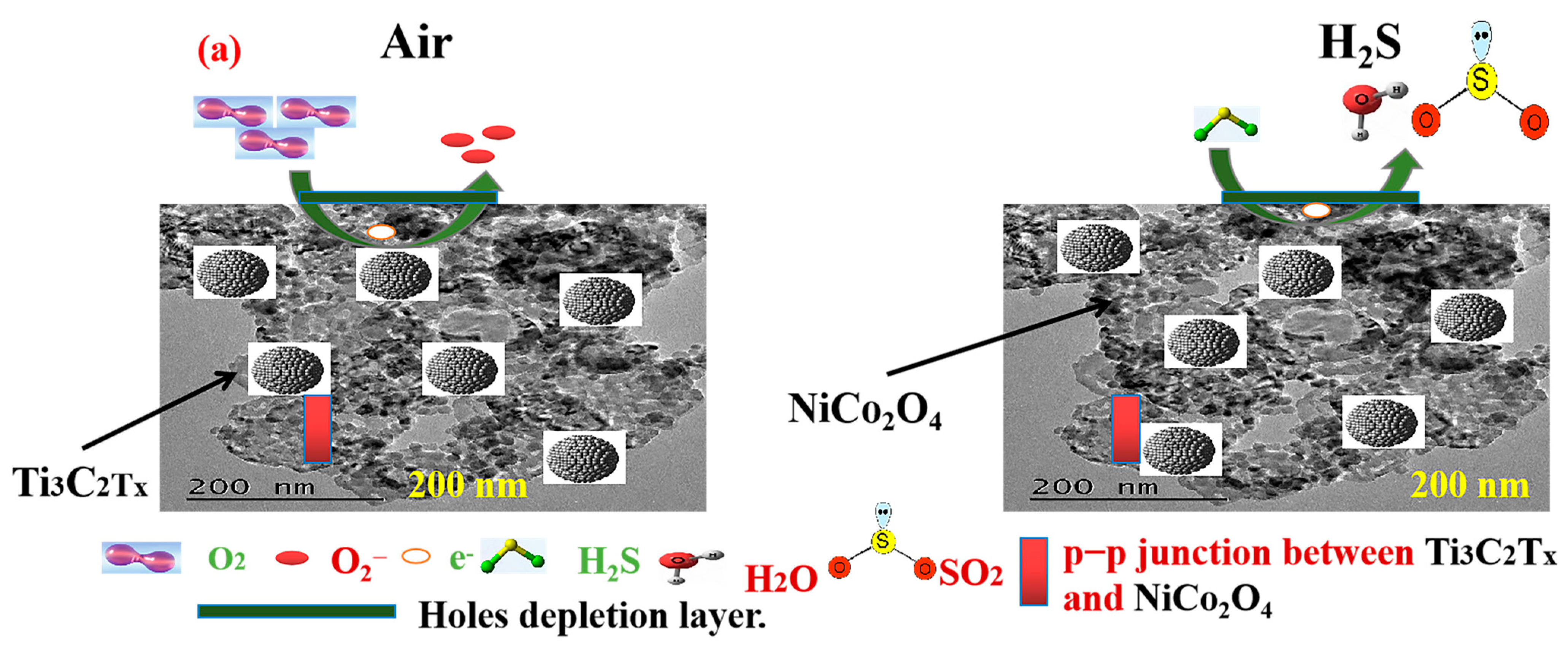 Molecules 29 00202 g013a