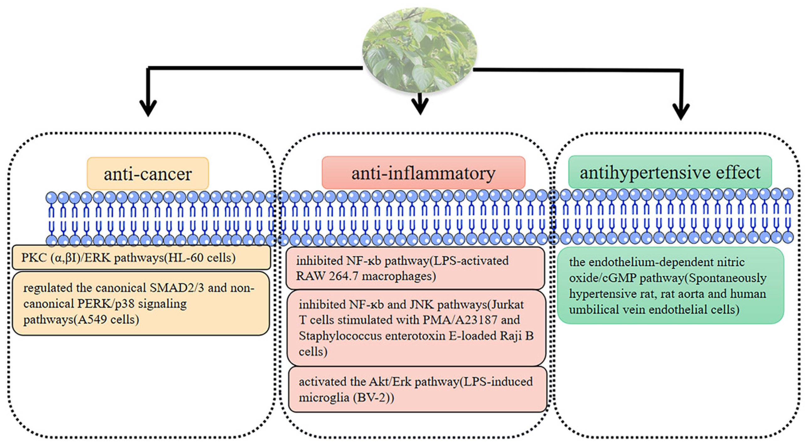 Molecules 29 00215 g009 Molecules 29 00215 g009
