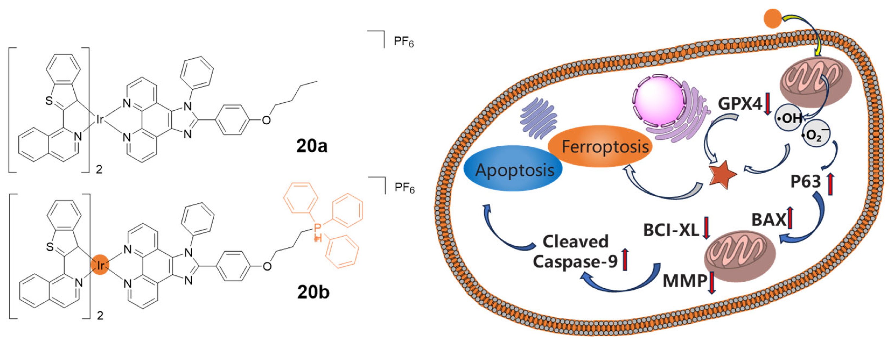 Molecules 29 00256 g011