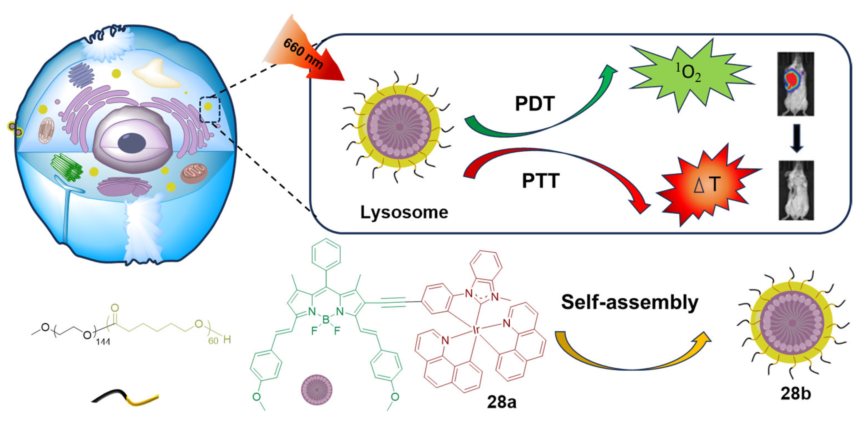 Molecules 29 00256 g017