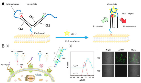 DNA-Based Fluorescent Nanoprobe for Cancer Cell Membrane Imaging