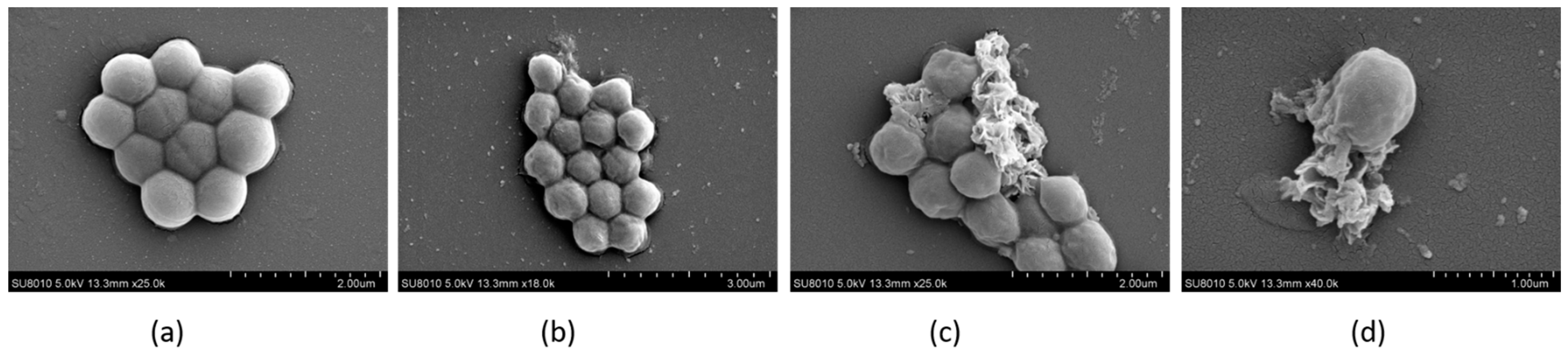 Molecules 29 00273 g009