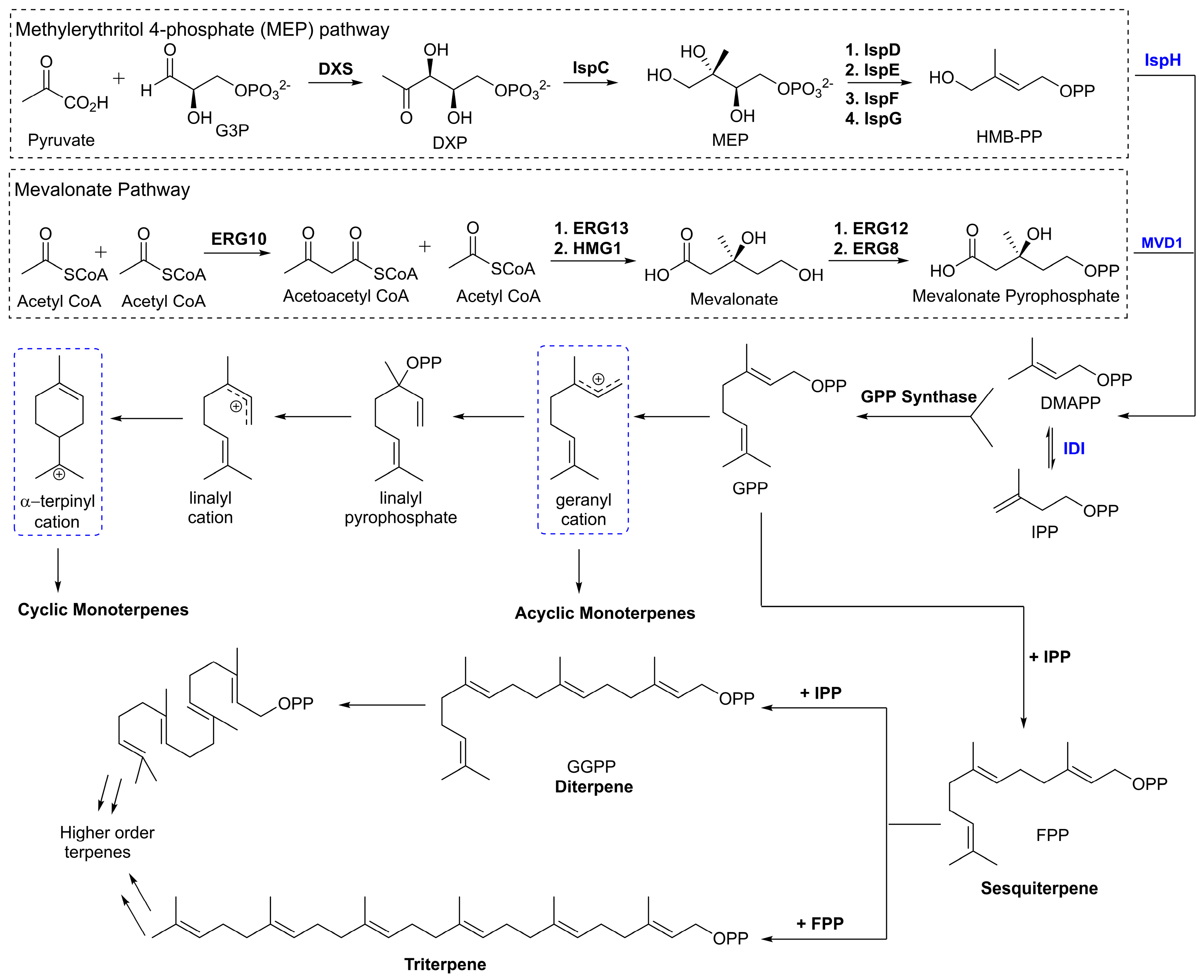 Molecules 29 00279 g001