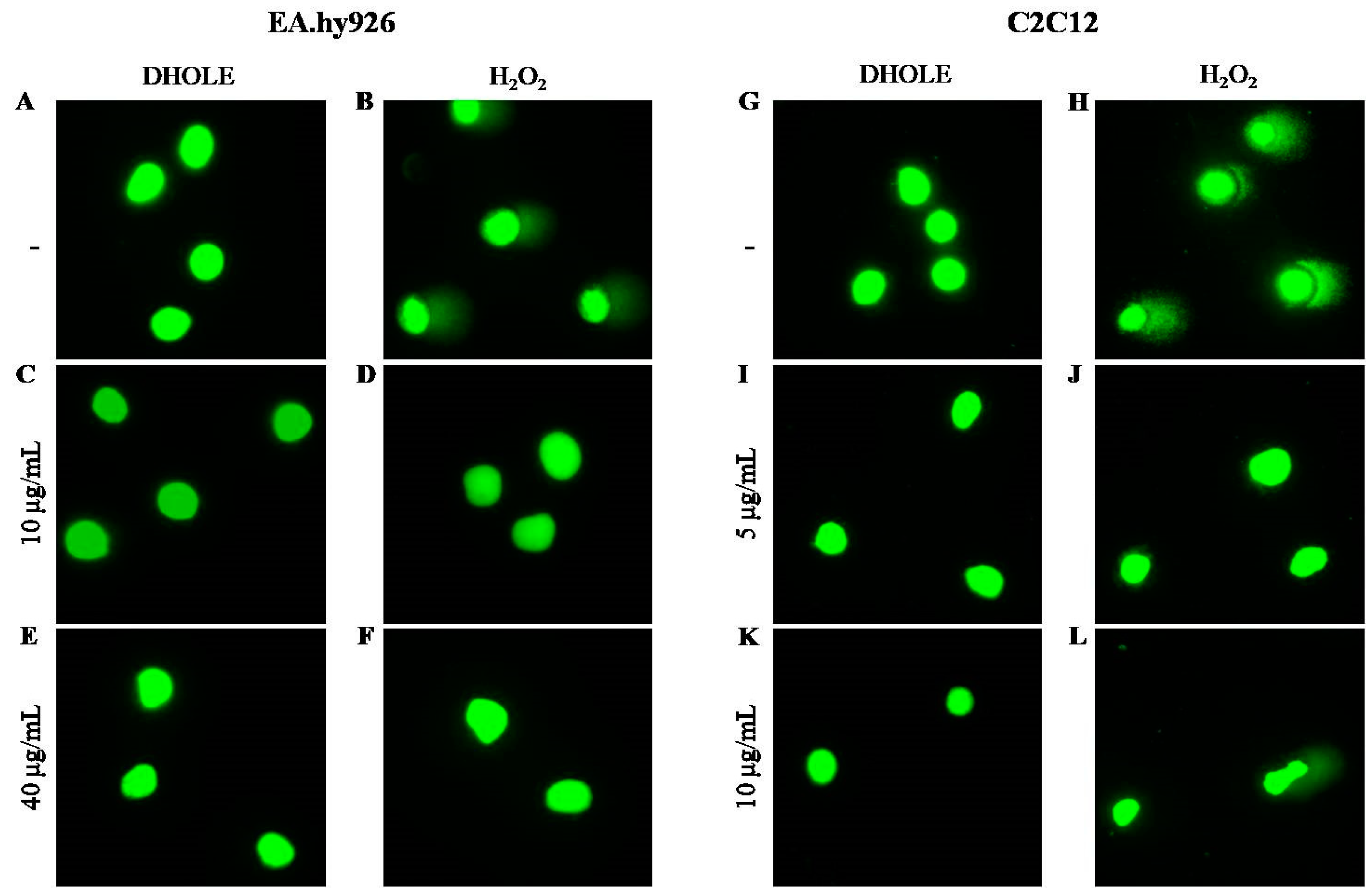 Molecules 29 00299 g005