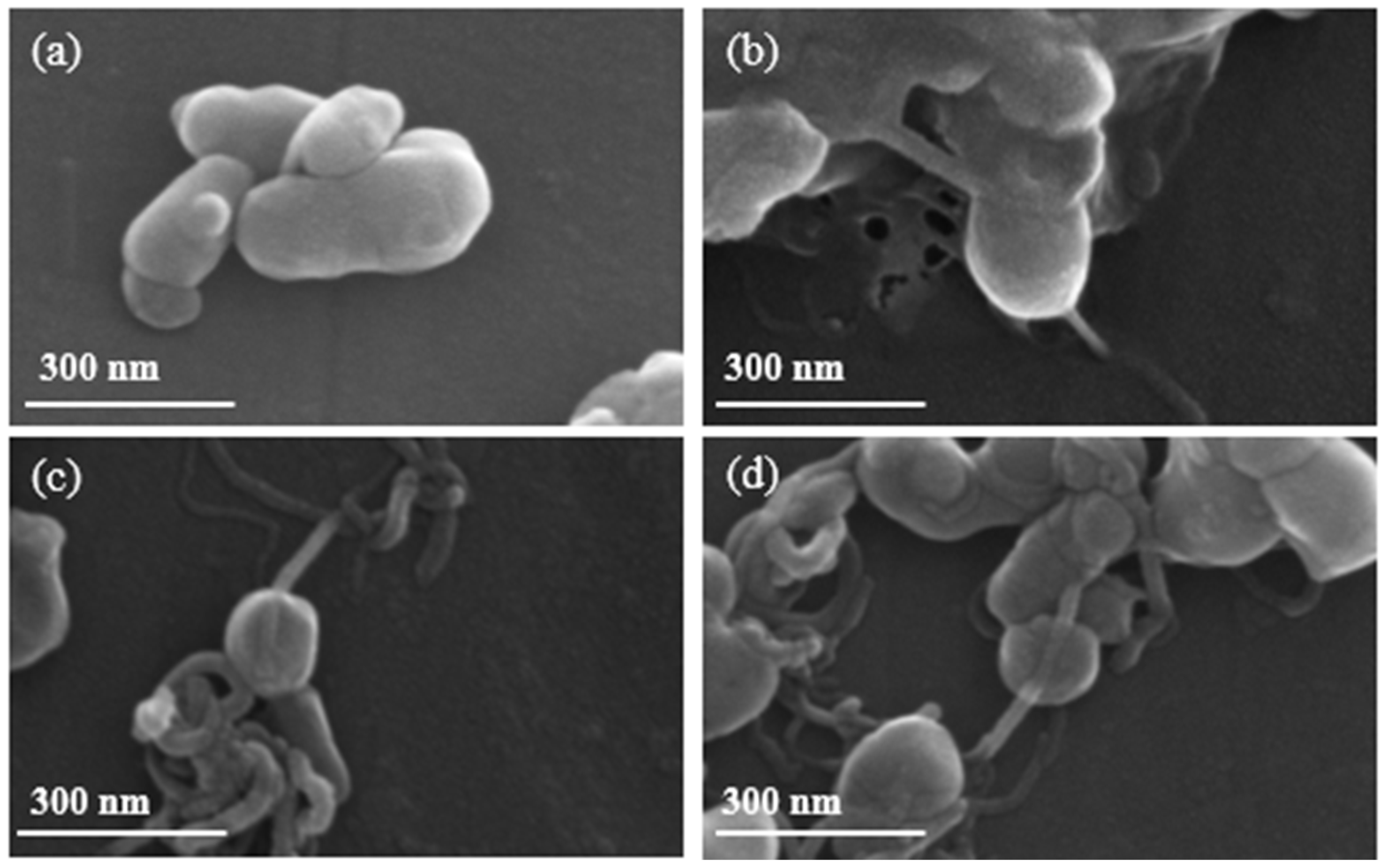 Molecules 29 00313 g001
