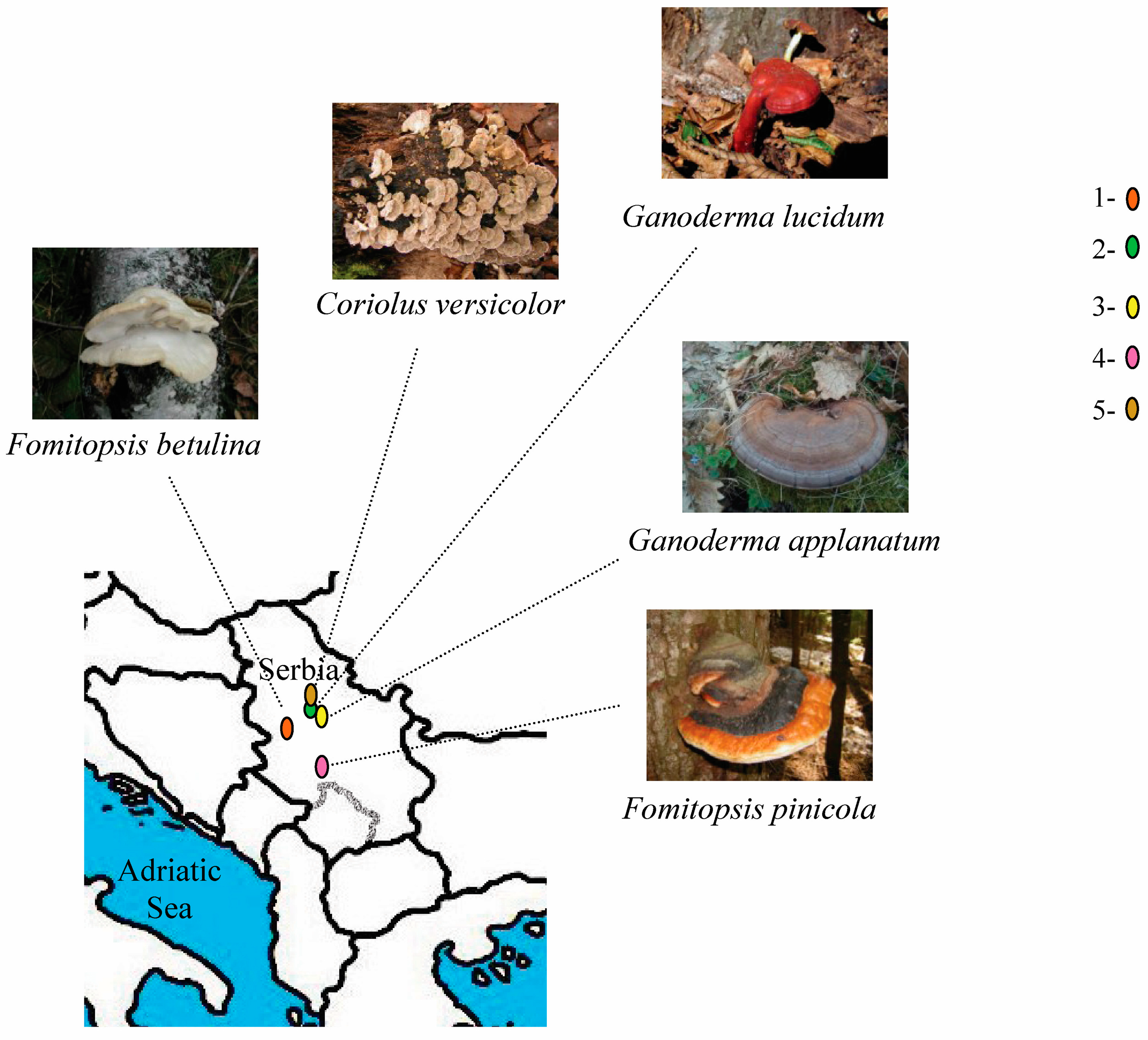 Molecules 29 00314 g006