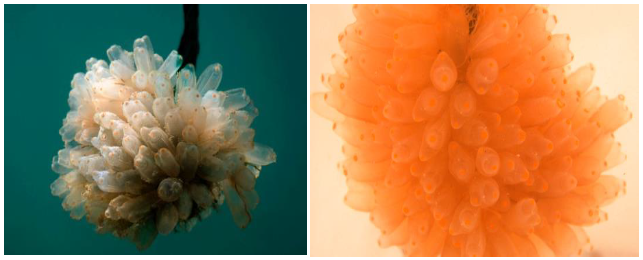 Molecules 29 00331 g001