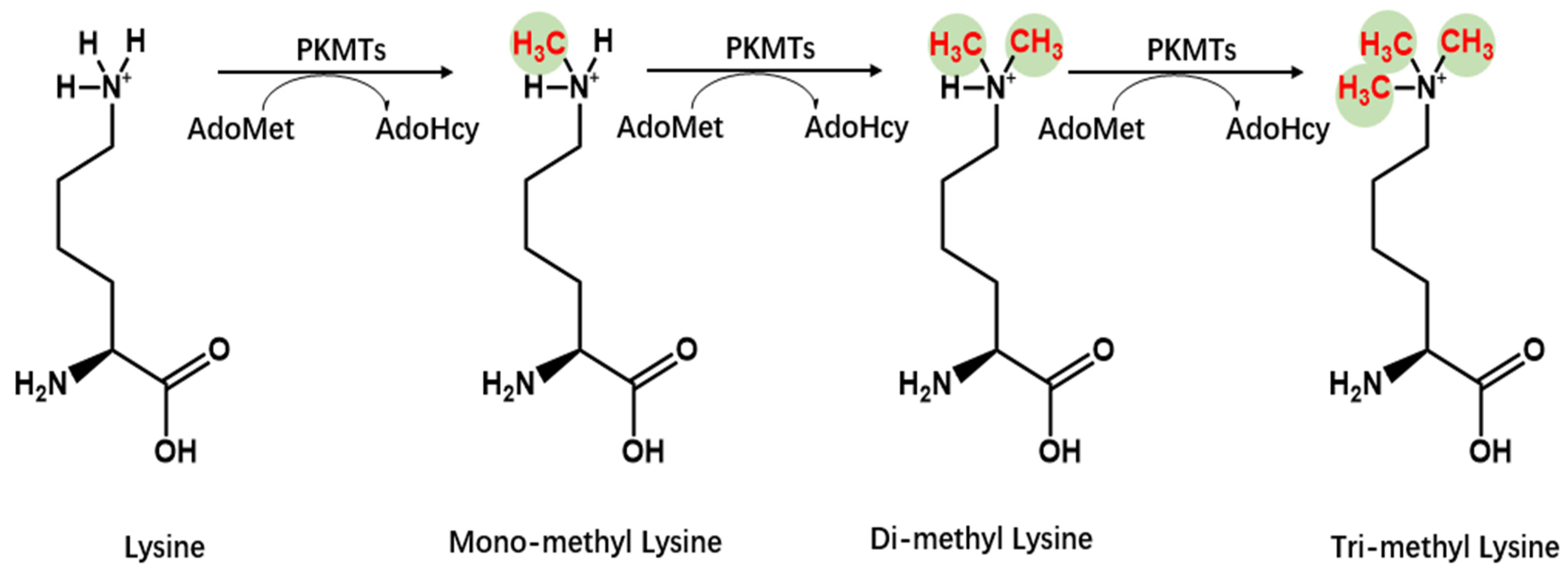 Molecules 29 00360 g003