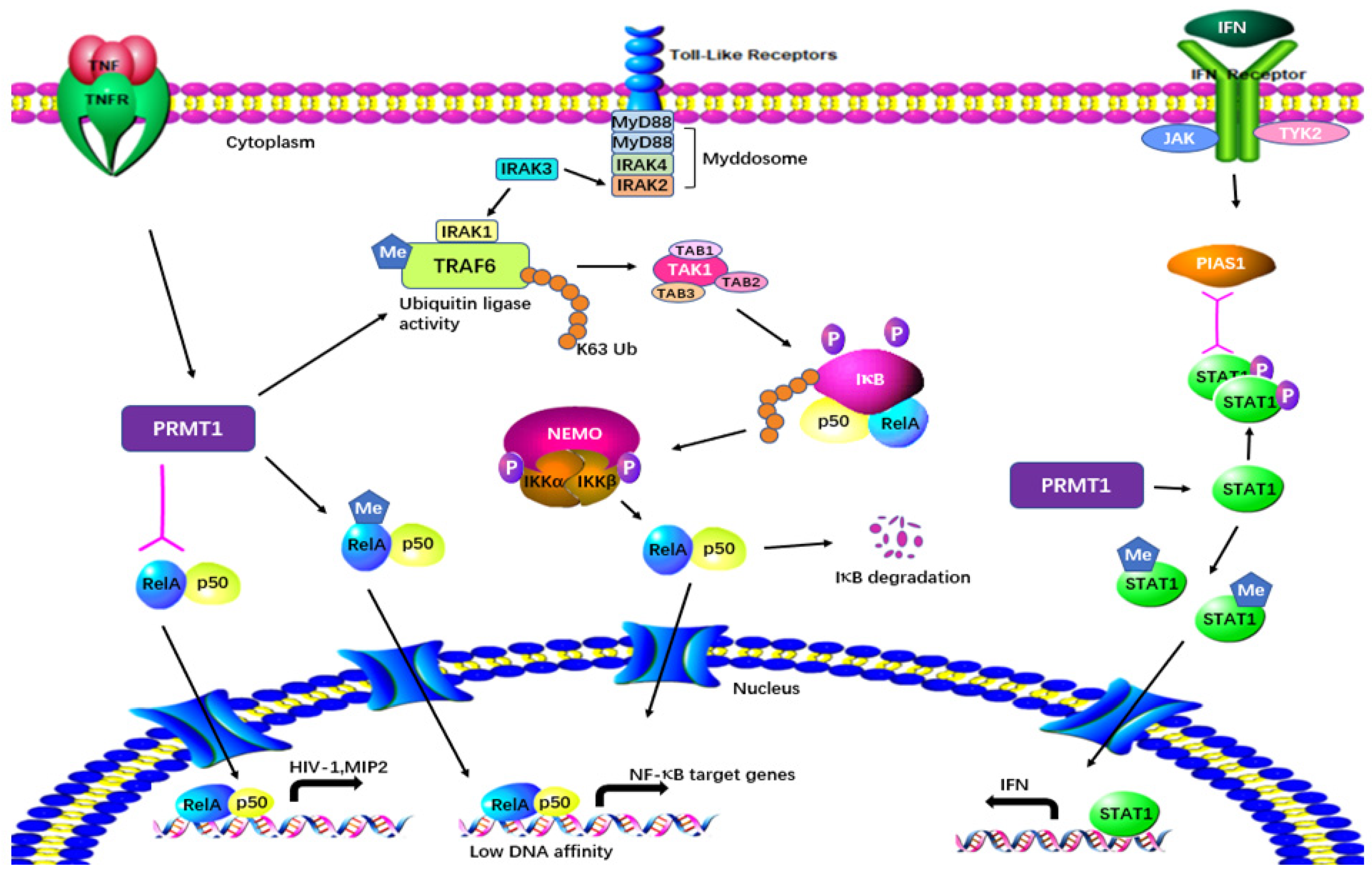 The Role of Protein Methyltransferases in Immunity