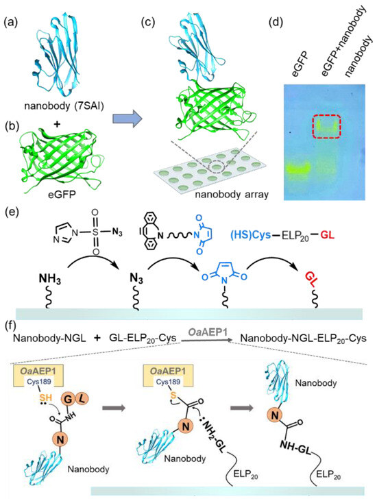 Enzymatic Protein Immobilization for Nanobody Array