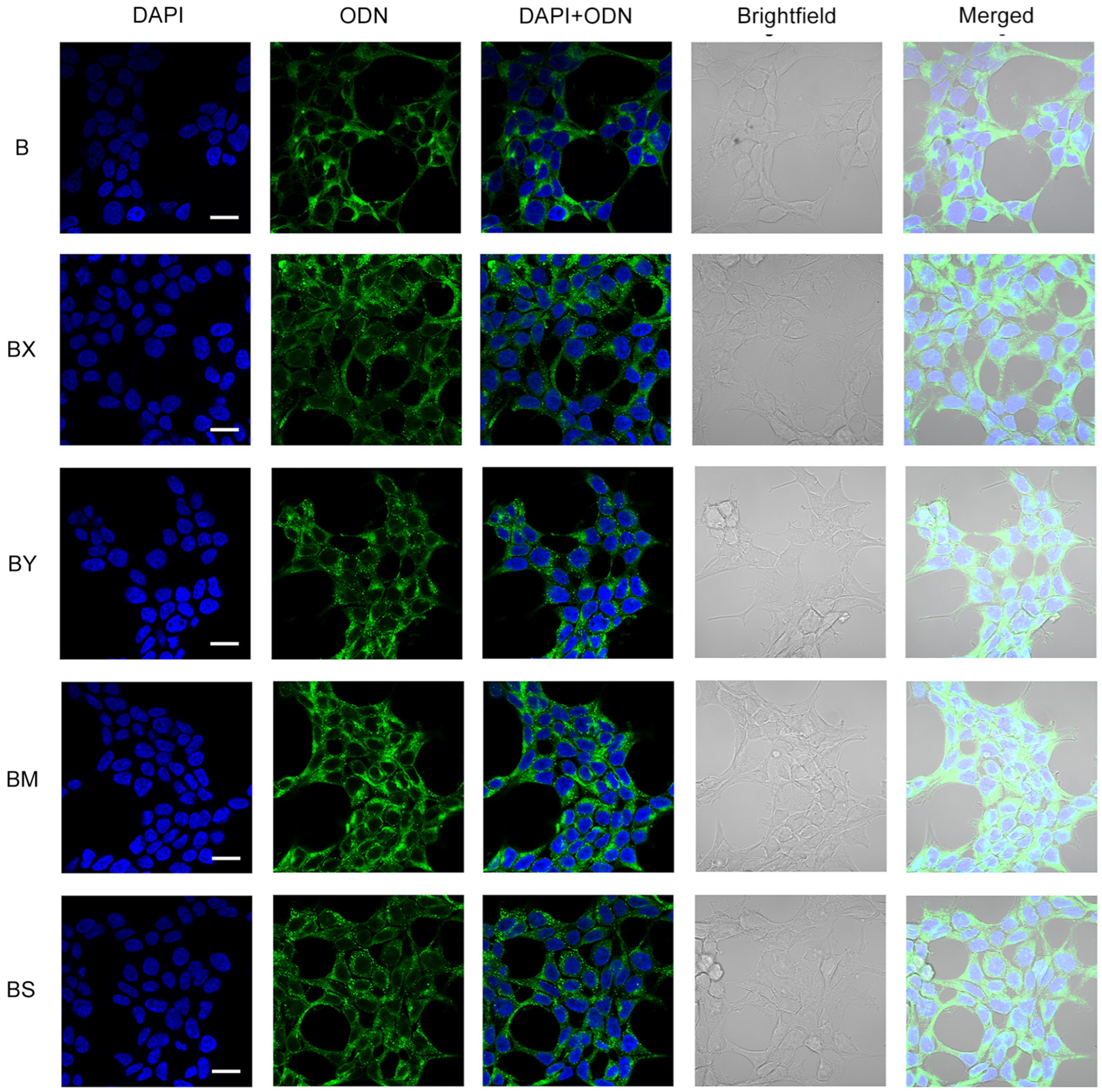 Molecules 29 00452 g005