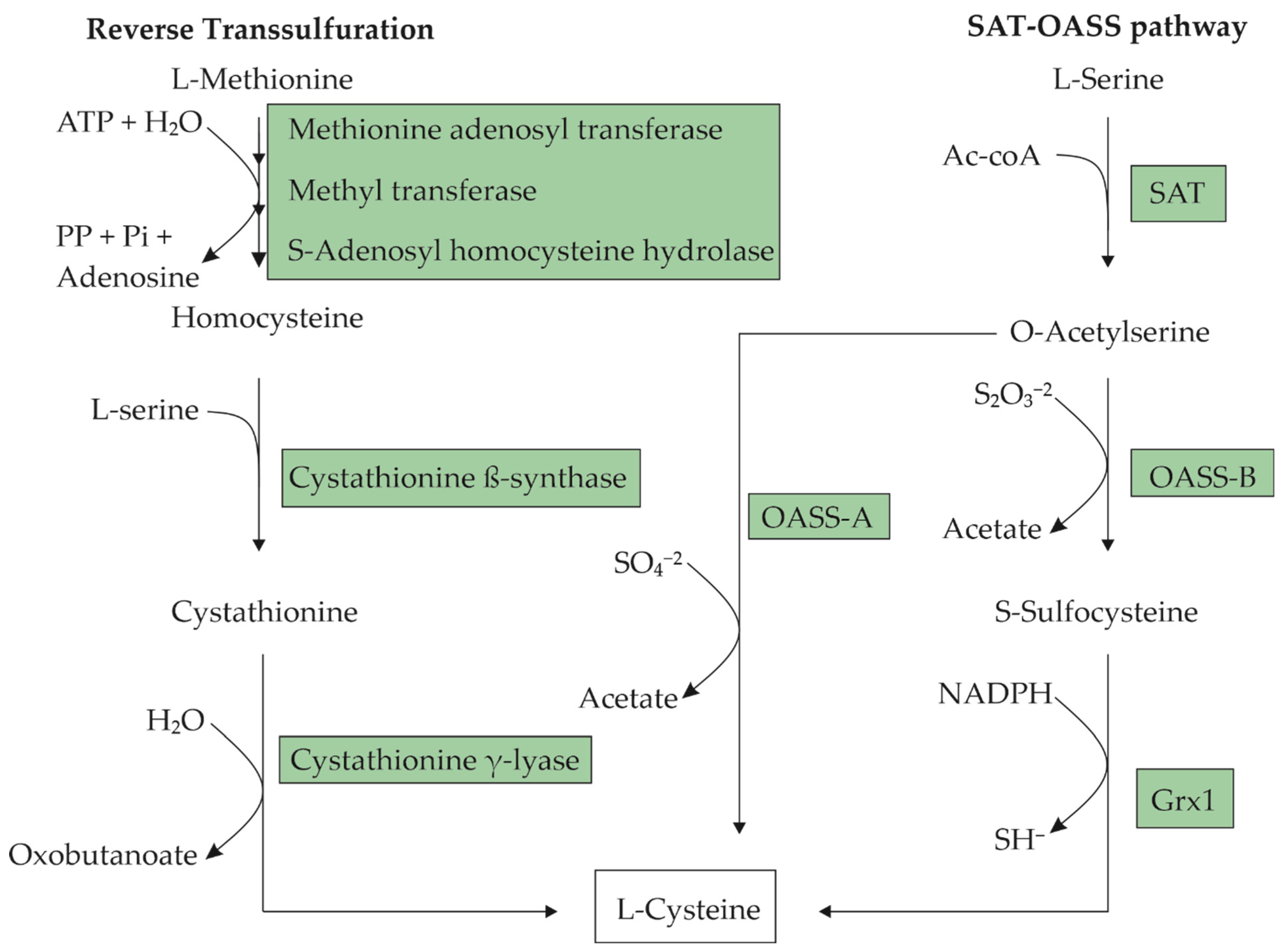 Molecules 29 00486 g001 Molecules 29 00486 g001