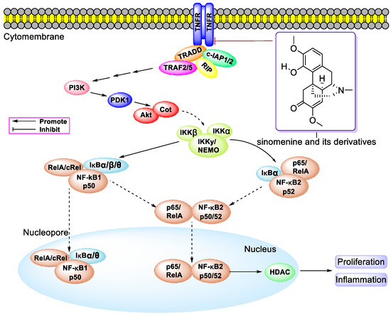 Bioactivities and Mechanisms of Action of Sinomenine and Its
