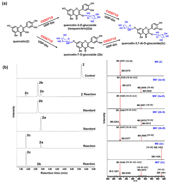 Highly Promiscuous Flavonoid Di-O-glycosyltransferases from