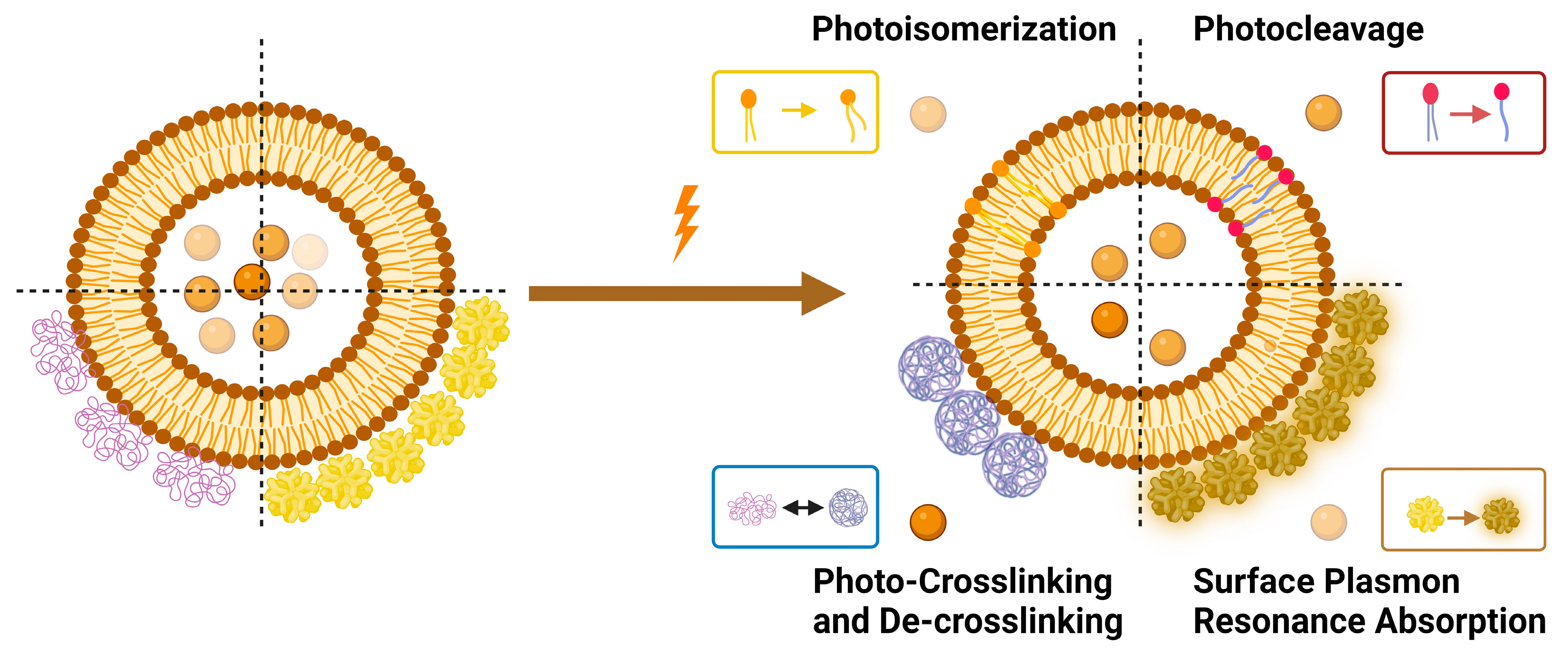 Molecules 29 00636 g006