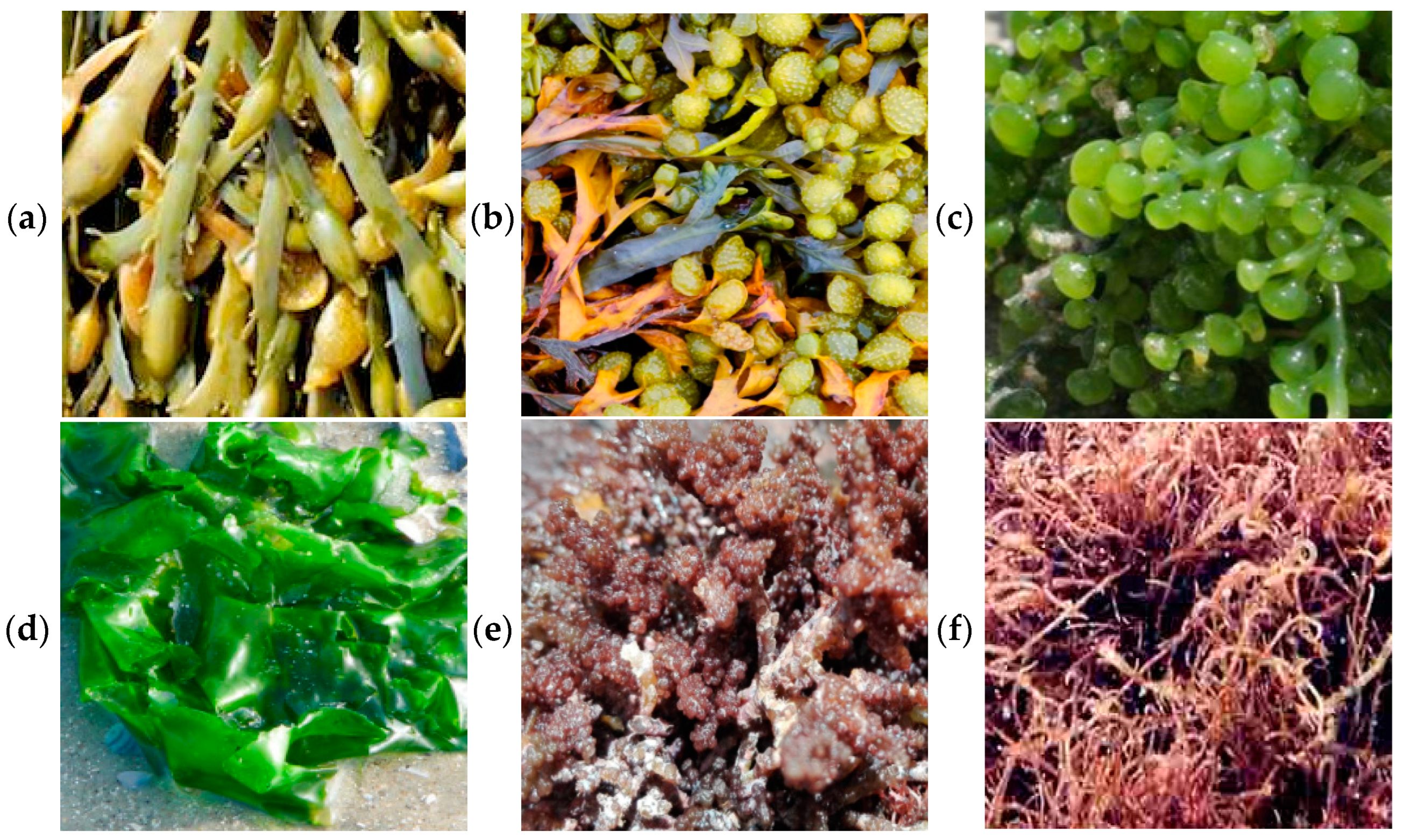 Molecules 29 00639 g005
