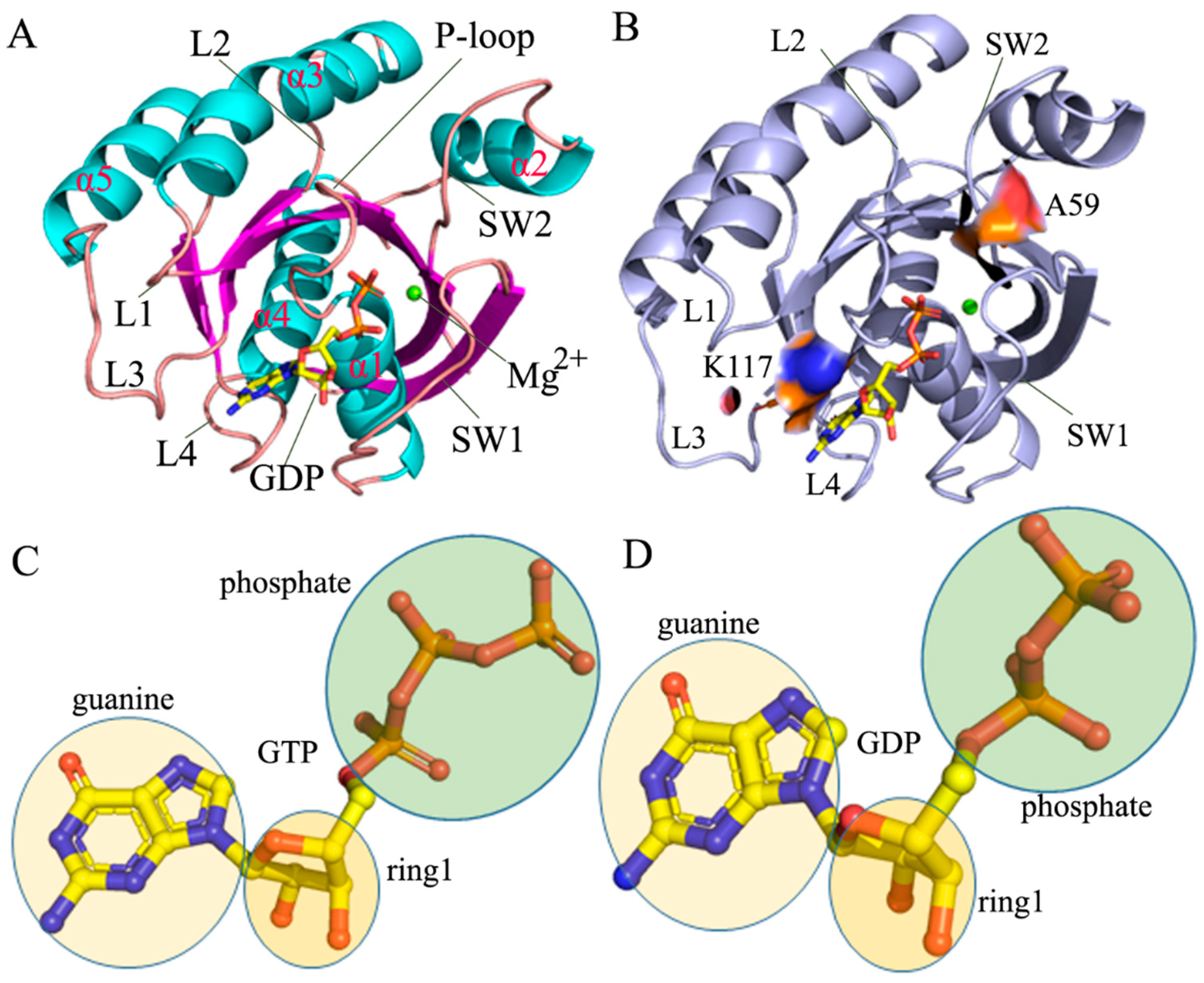 Molecules | Free Full-Text | Conformational States of the GDP- and  GTP-Bound HRAS Affected by A59E and K117R: An Exploration from Gaussian  Accelerated Molecular Dynamics