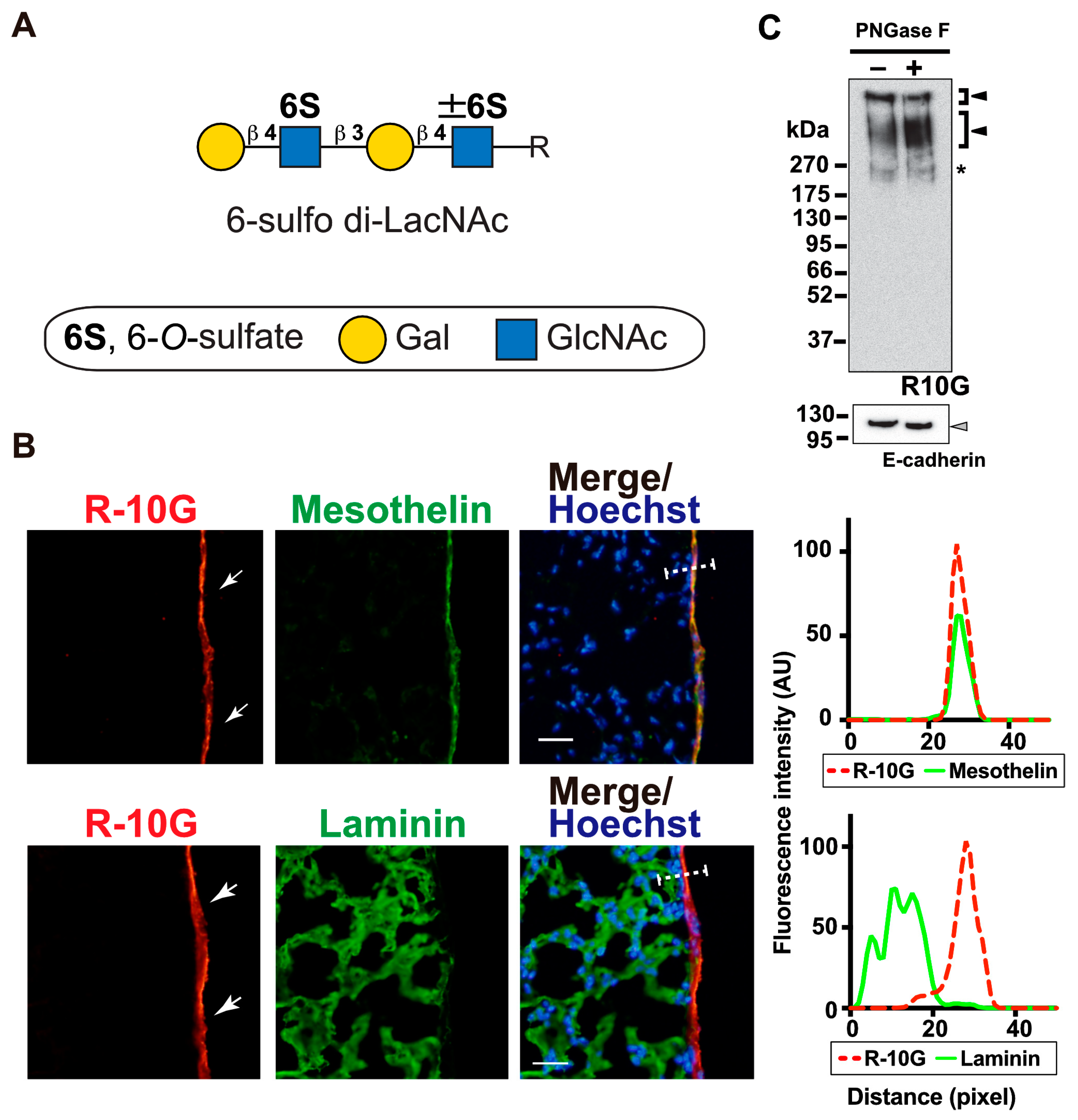 Molecules 29 00764 g001 Molecules 29 00764 g001