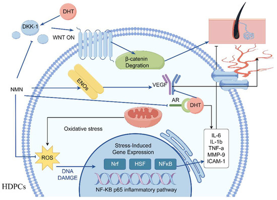 β-NMN Return Vs-Nad-Return-Cell-Age-Through