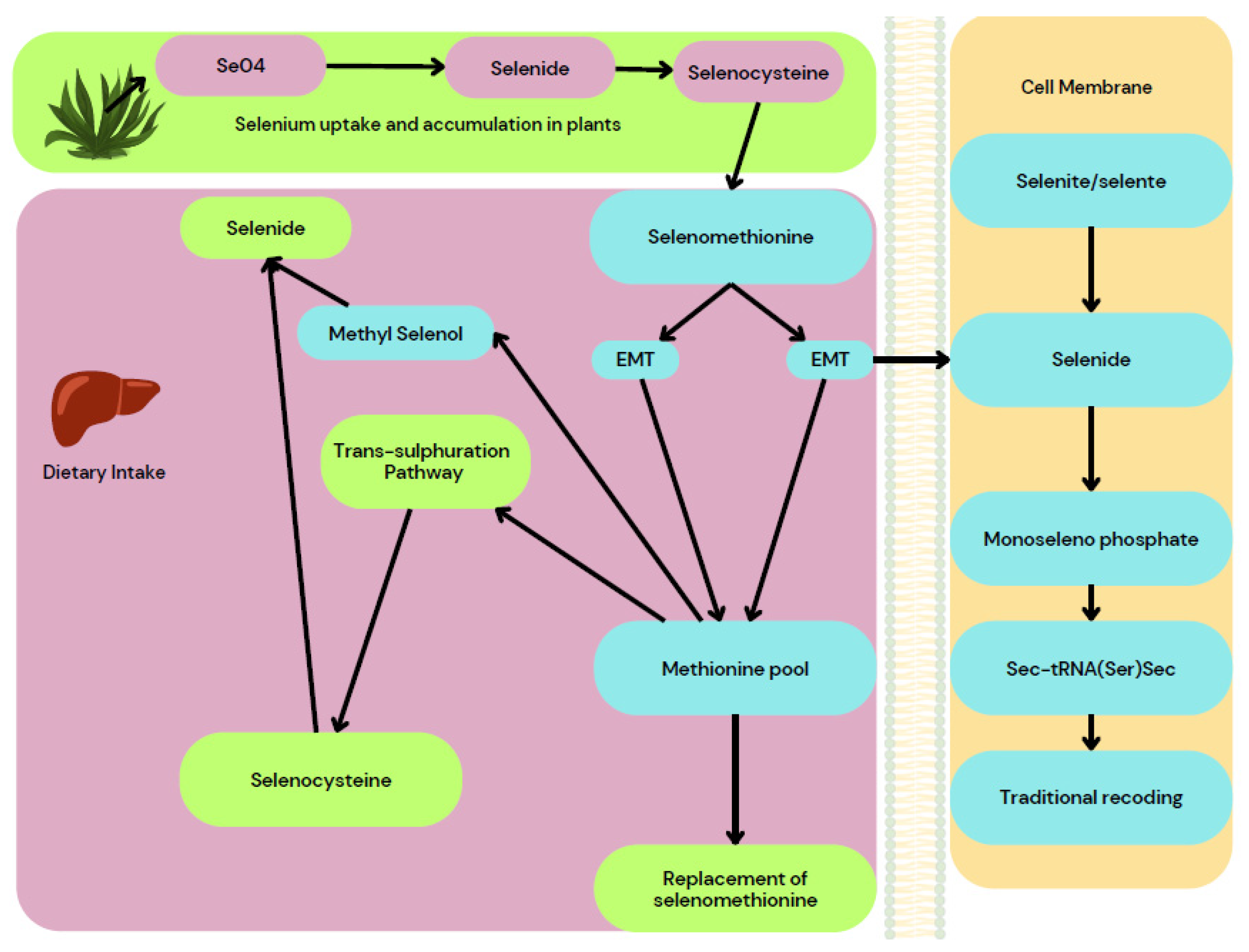 Molecules 29 00801 g011
