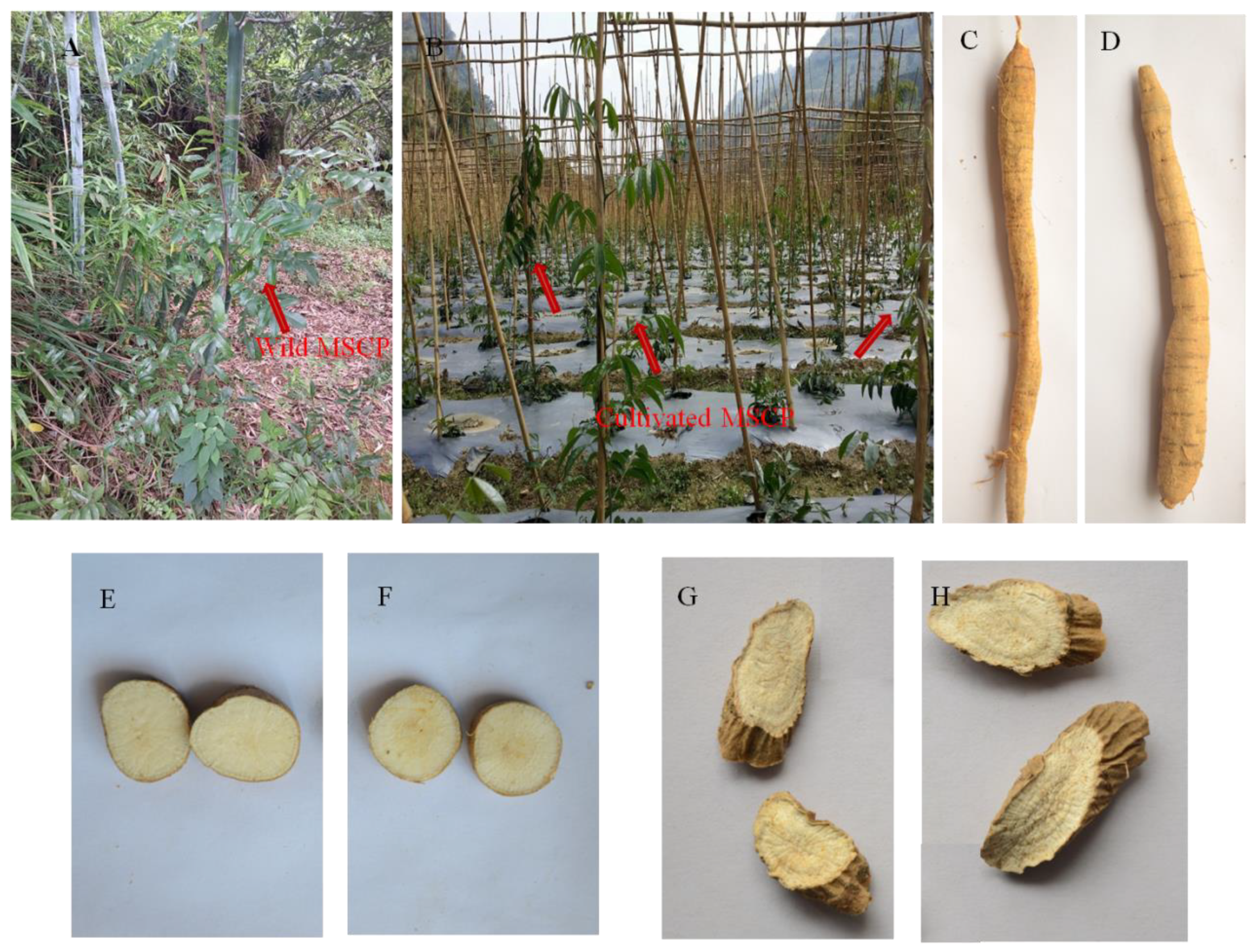 Utilizing Integrated UHPLC-Q-Exactive Orbitrap-MS, Multivariate Analysis, and Bioactive Evaluation to Distinguish between Wild and Cultivated Niudali (Millettia speciosa Champ.) Utilizing Integrated UHPLC-Q-Exactive Orbitrap-MS, Multivariate Analysis, and Bioactive Evaluation to Distinguish between Wild and Cultivated Niudali (Millettia speciosa Champ.)