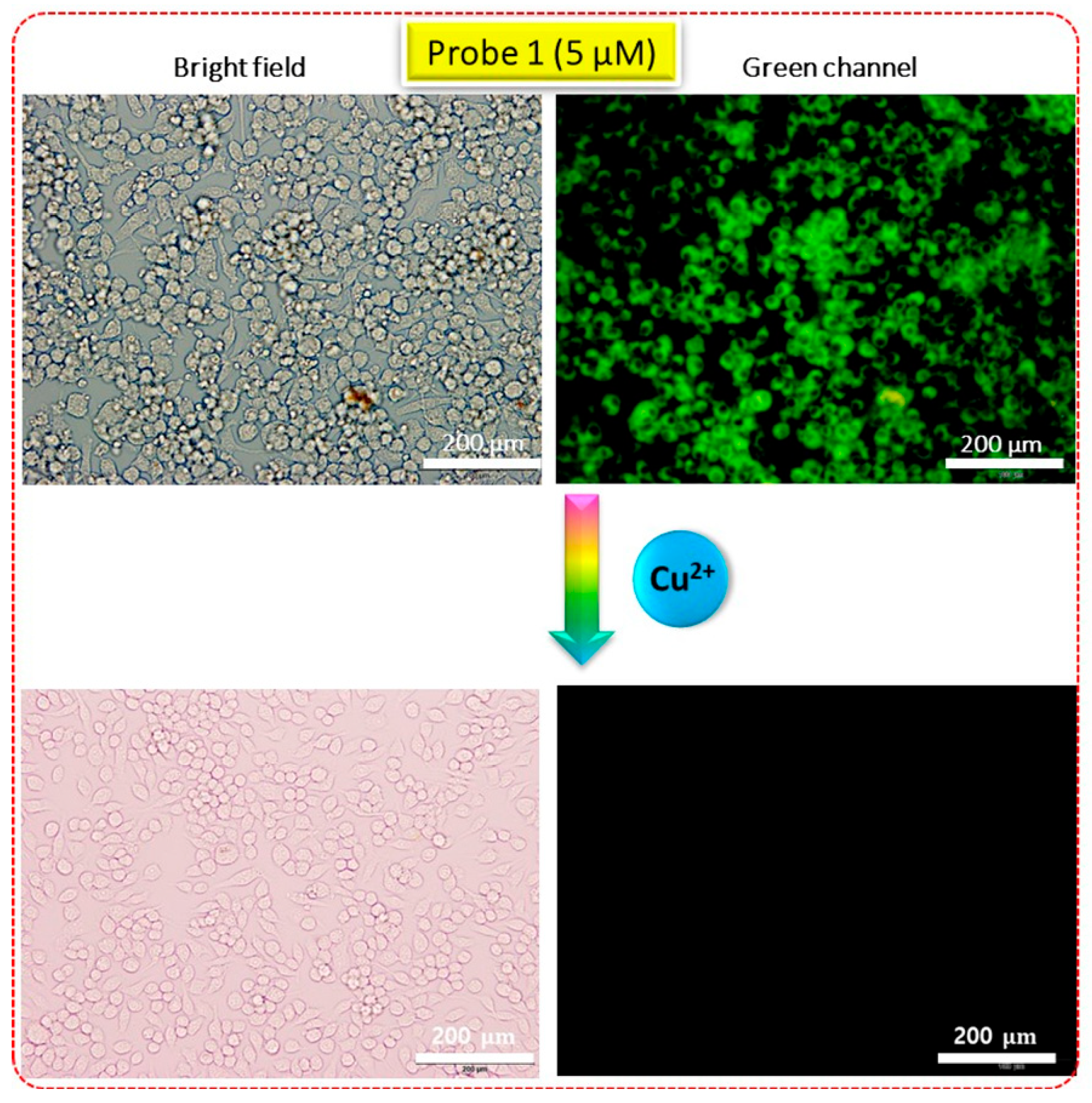 Molecules 29 00808 g009